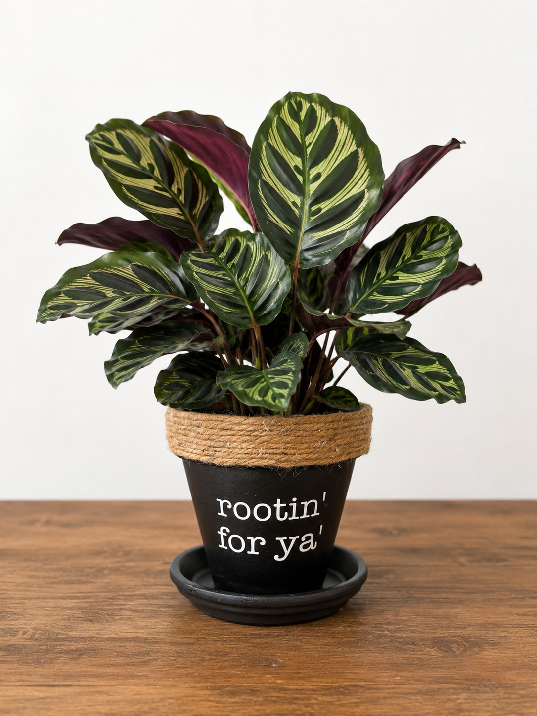 Calathea in Rootin' For Ya' Pot