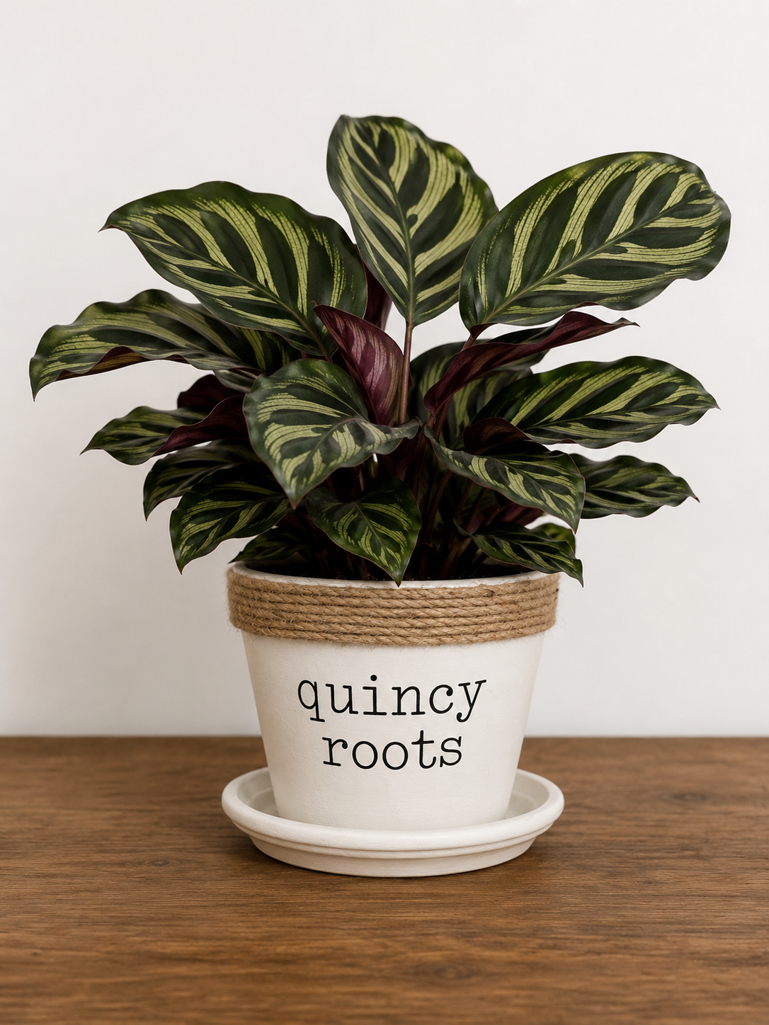 Calathea in 8.5" Quincy Pot