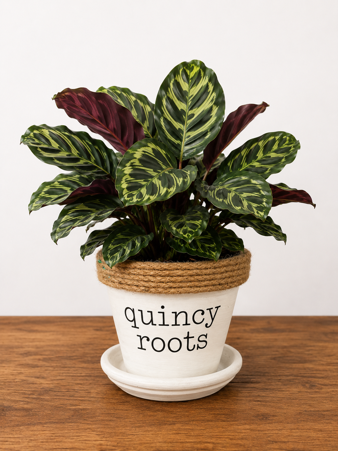Calathea in Quincy Pot (multiple style/color options)