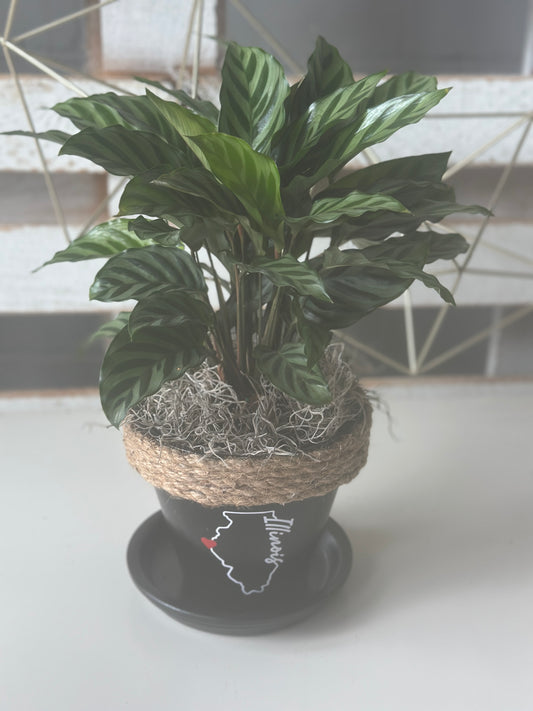 Calathea in Quincy Pot (multiple style/color options)