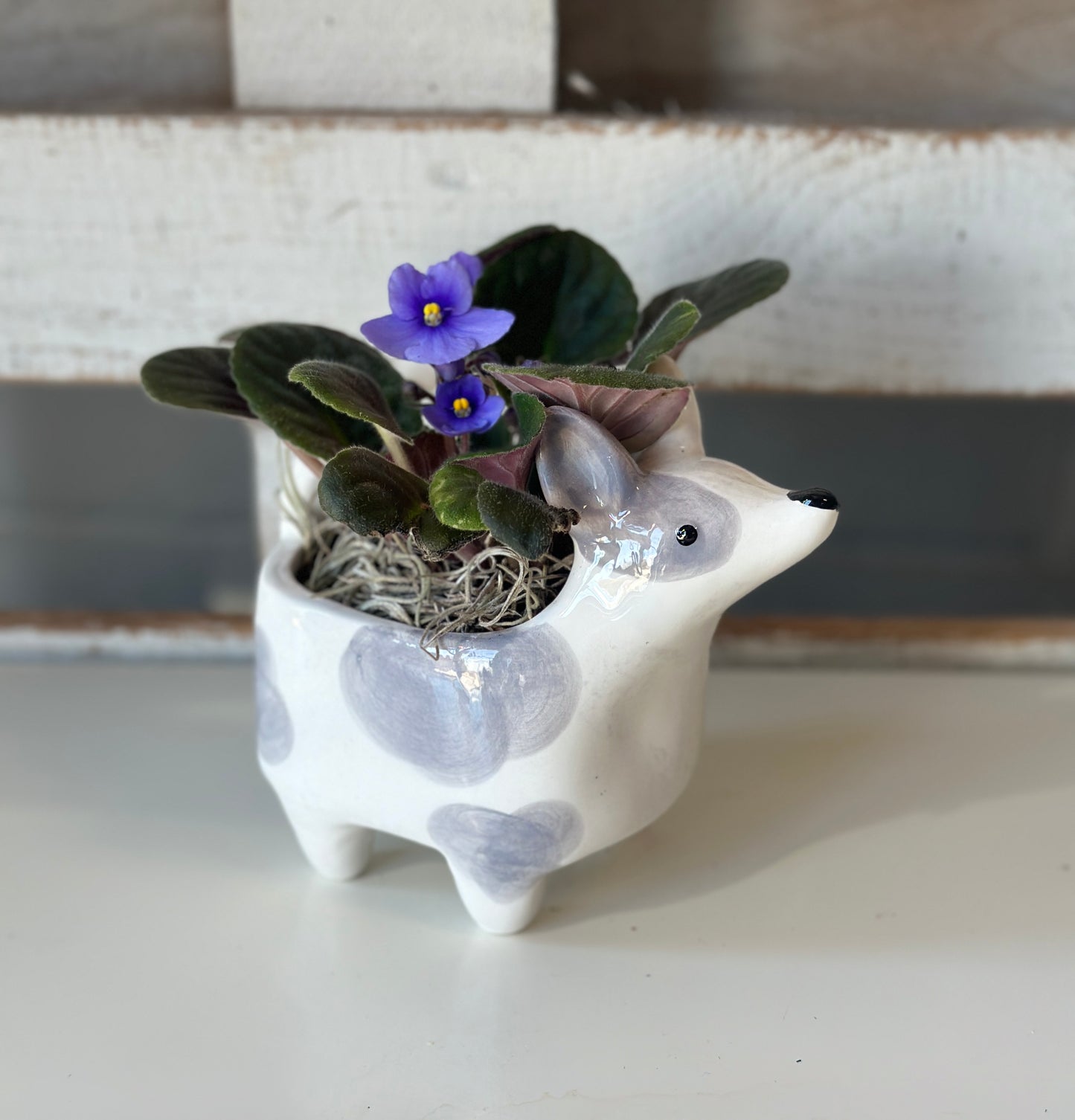 African Violet in Doggy Planter