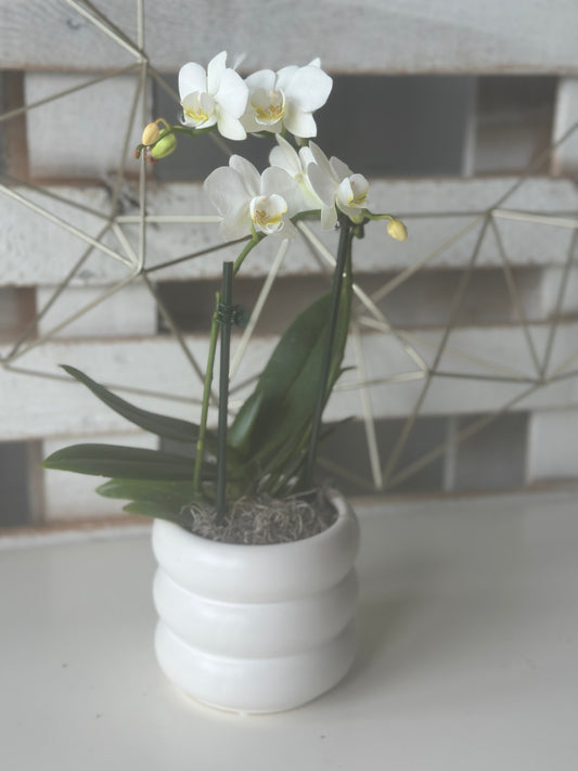 Graceful Orchid
