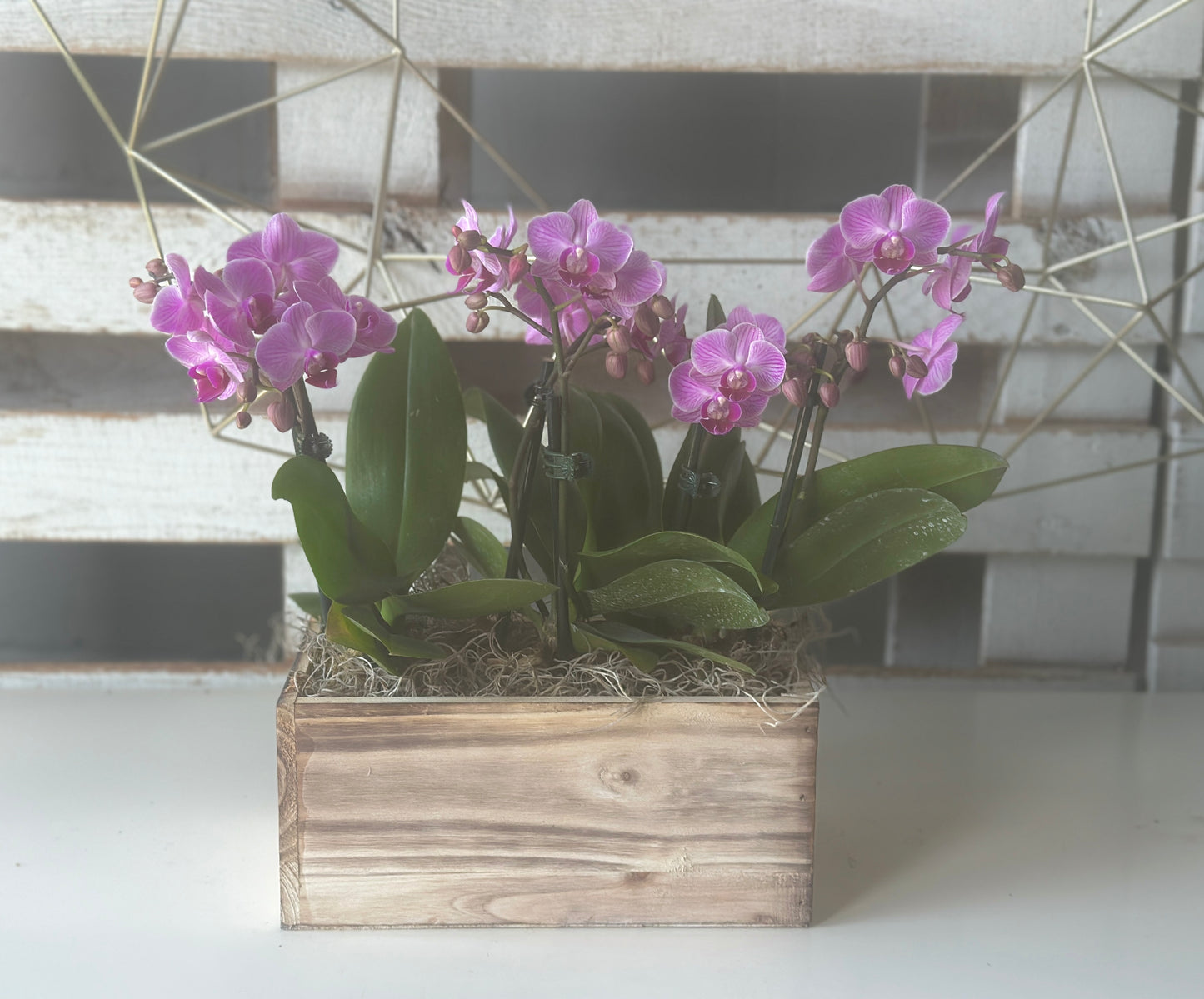 Zen Orchid