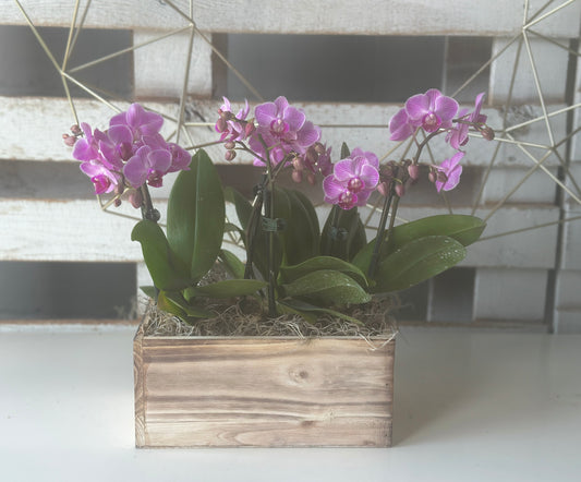 Zen Orchid