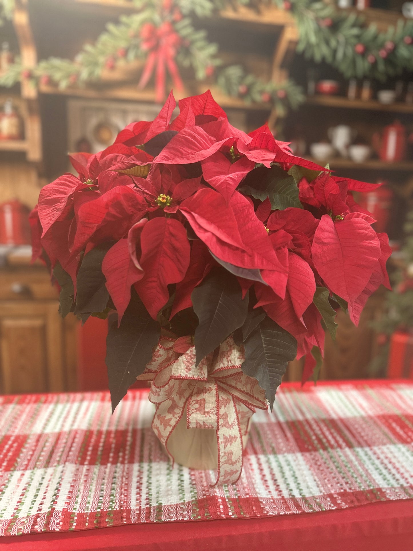 Large Poinsettia