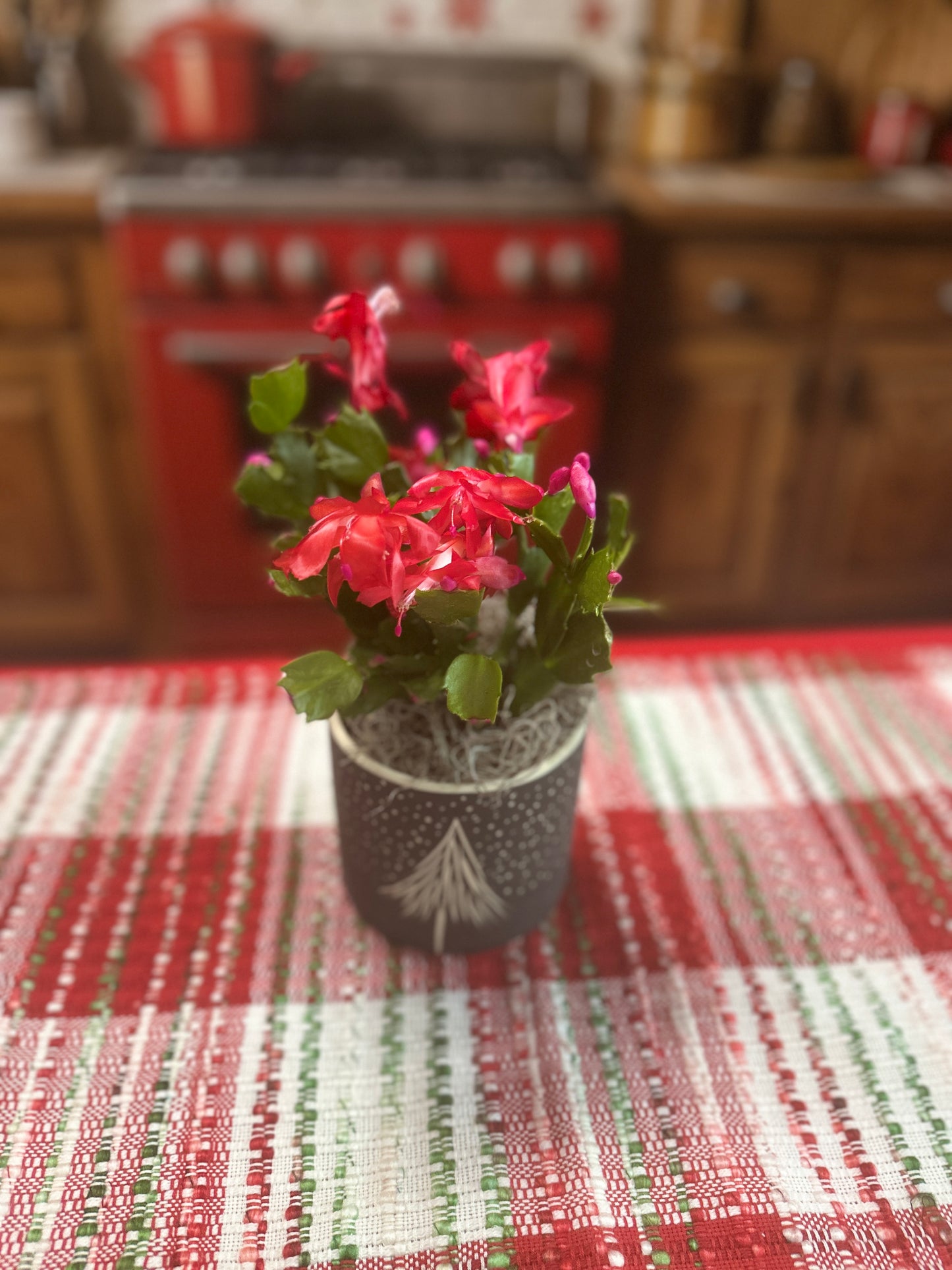 Christmas Cactus