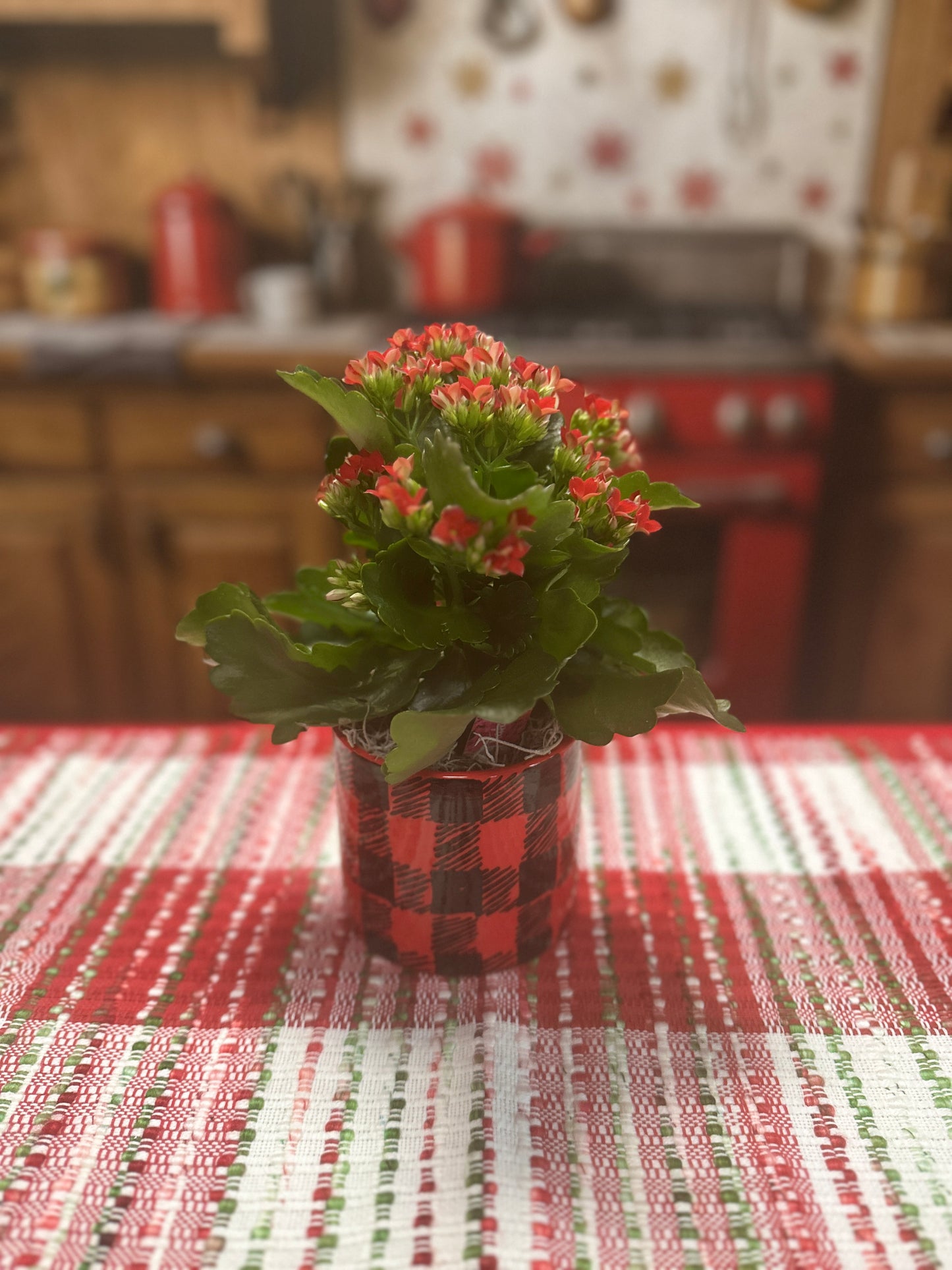 Christmas Kalanchoe