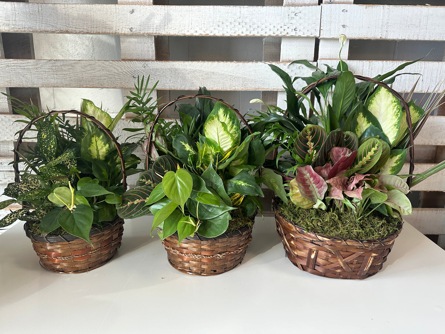 Basket Dish Garden (multiple sizes)