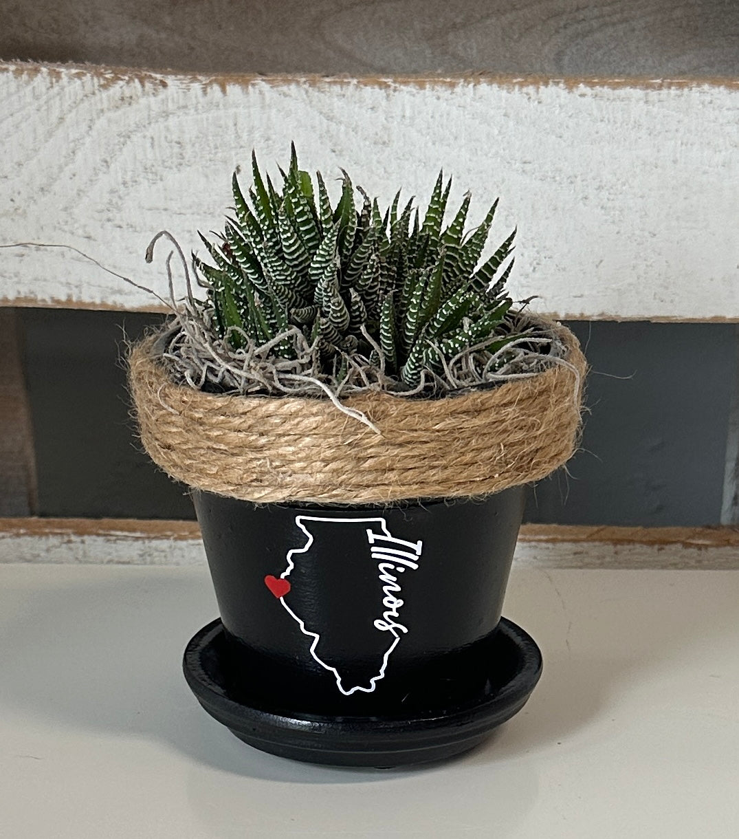 4" Succulent in Quincy Pot (multiple styles)