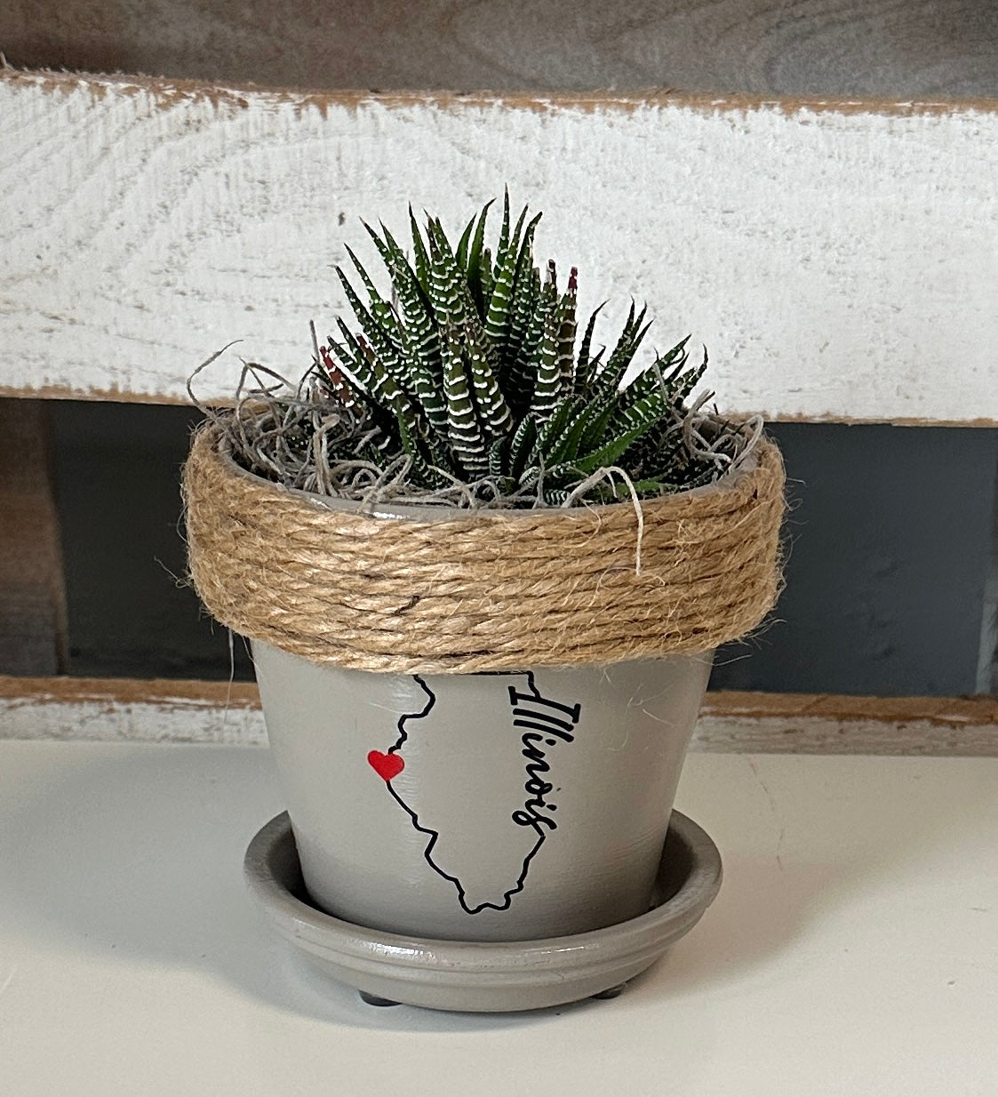 4" Succulent in Quincy Pot (multiple styles)