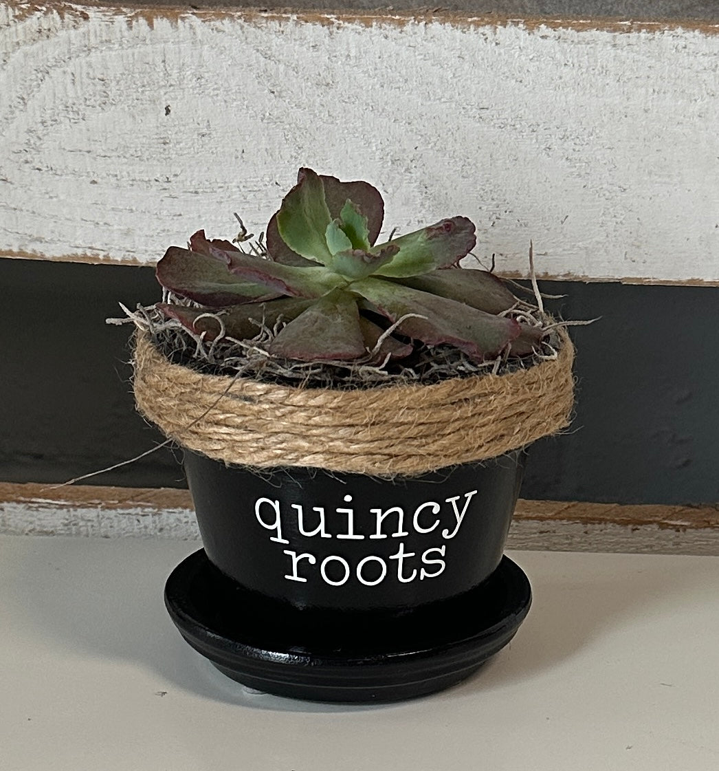 4" Succulent in Quincy Pot (multiple styles)