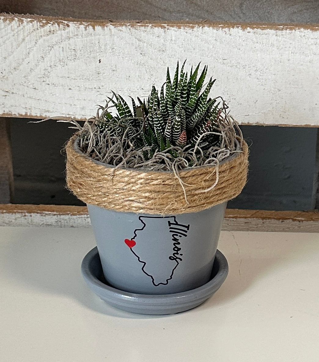 4" Succulent in Quincy Pot (multiple styles)