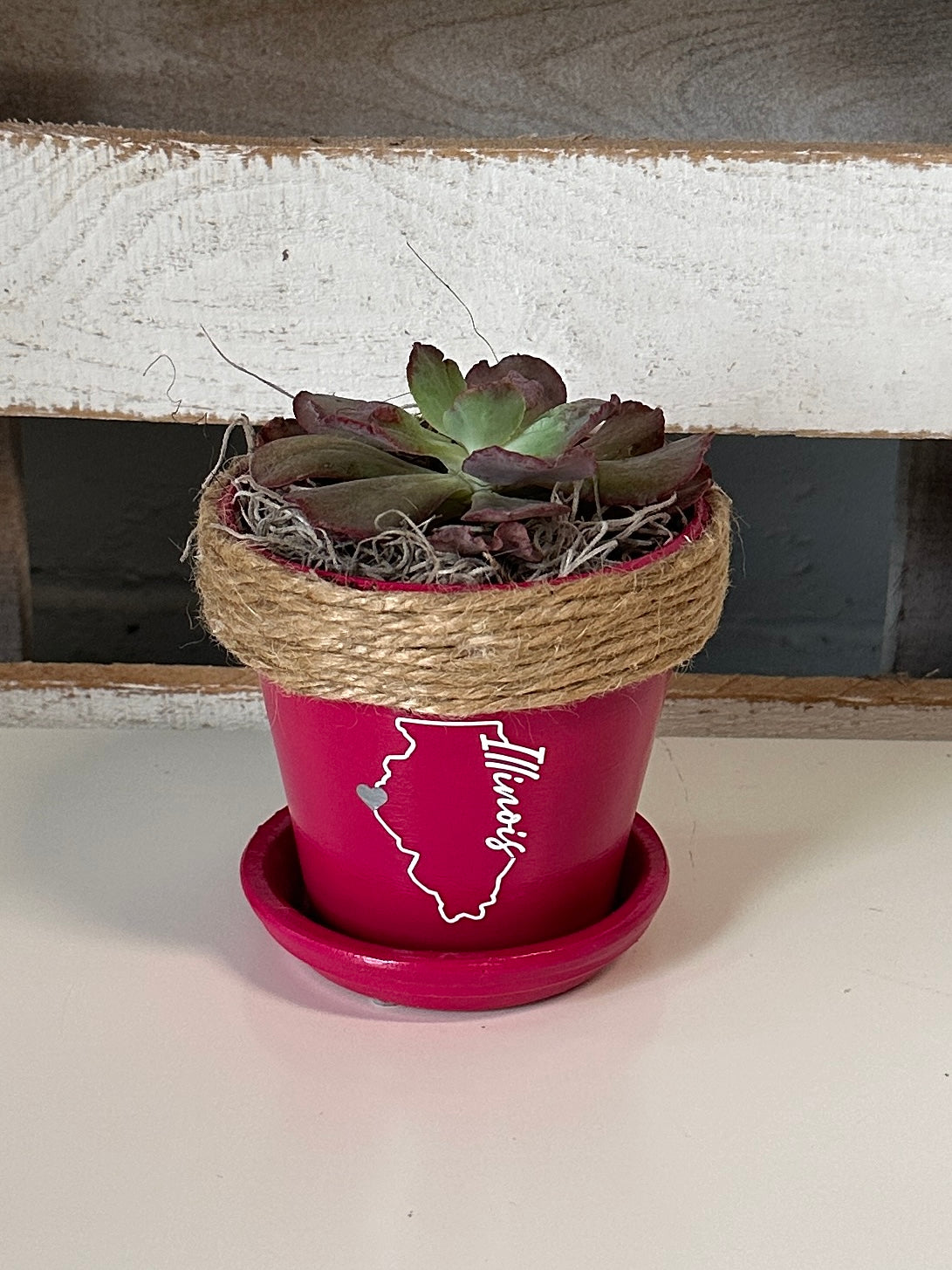 4" Succulent in Quincy Pot (multiple styles)