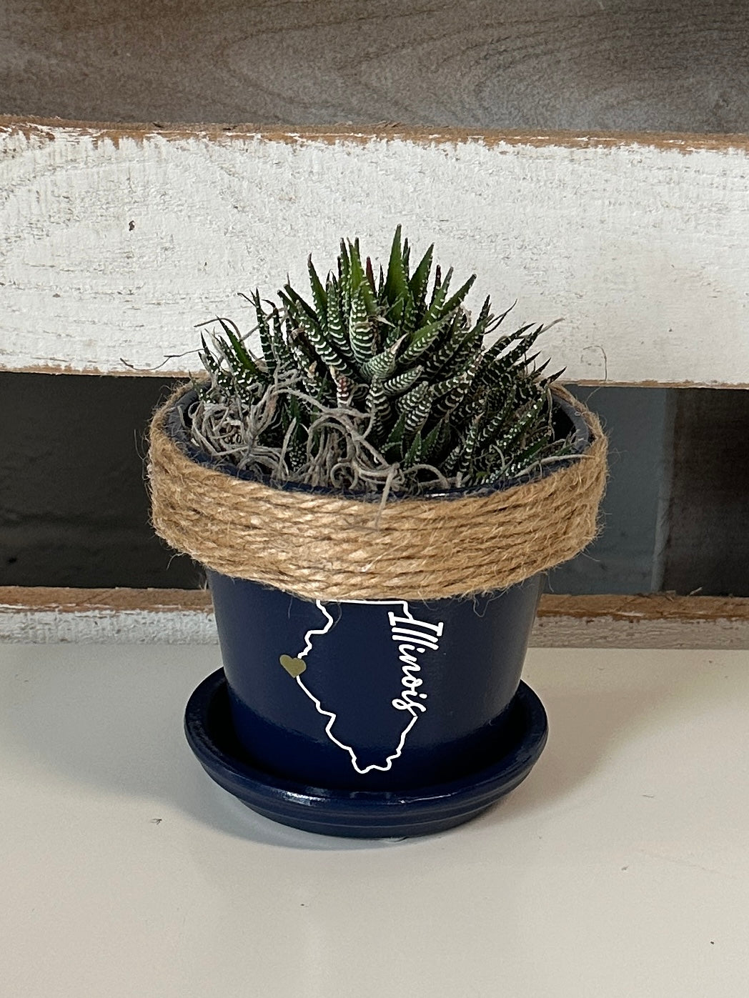 4" Succulent in Quincy Pot (multiple styles)