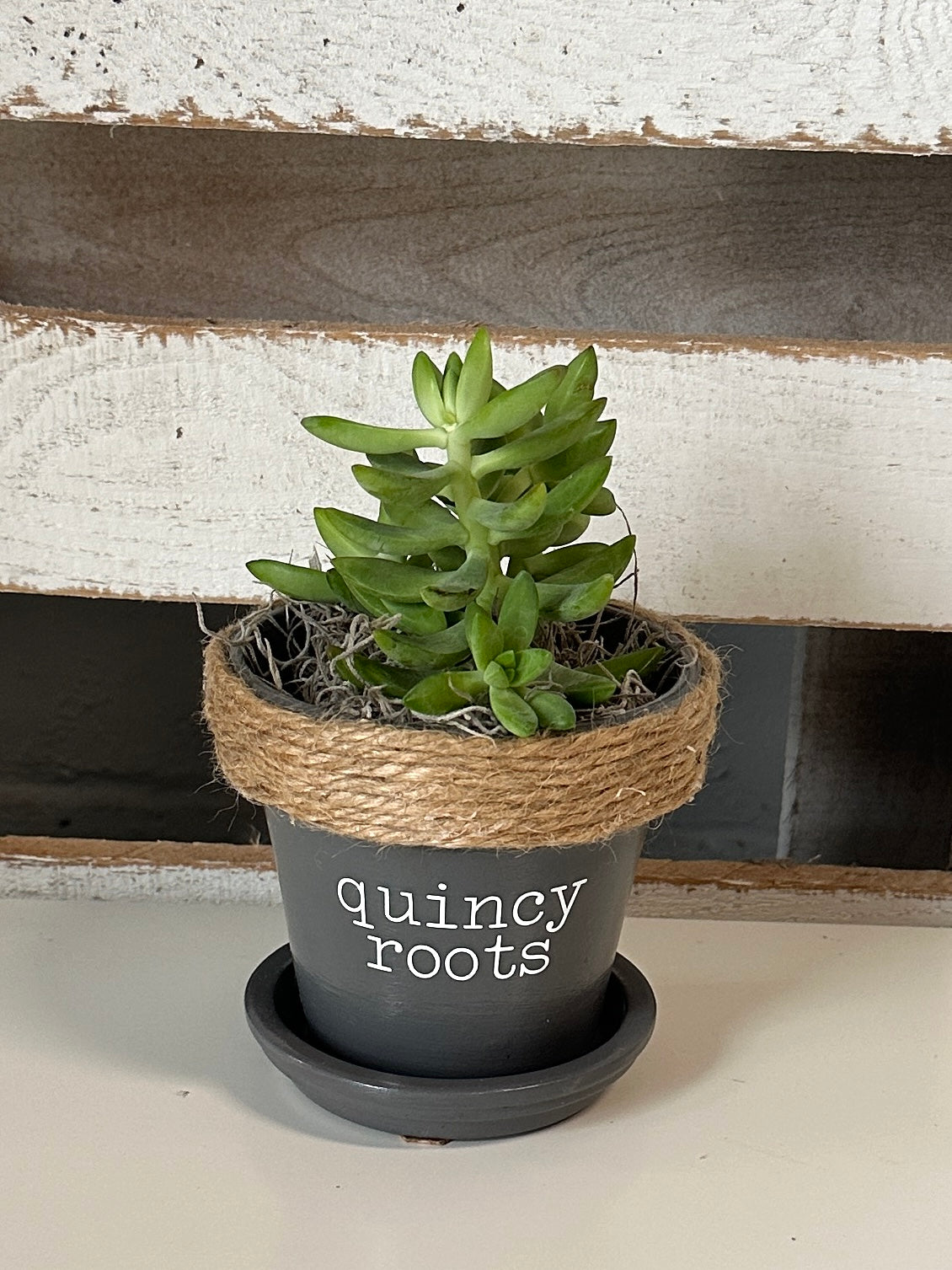 4" Succulent in Quincy Pot (multiple styles)