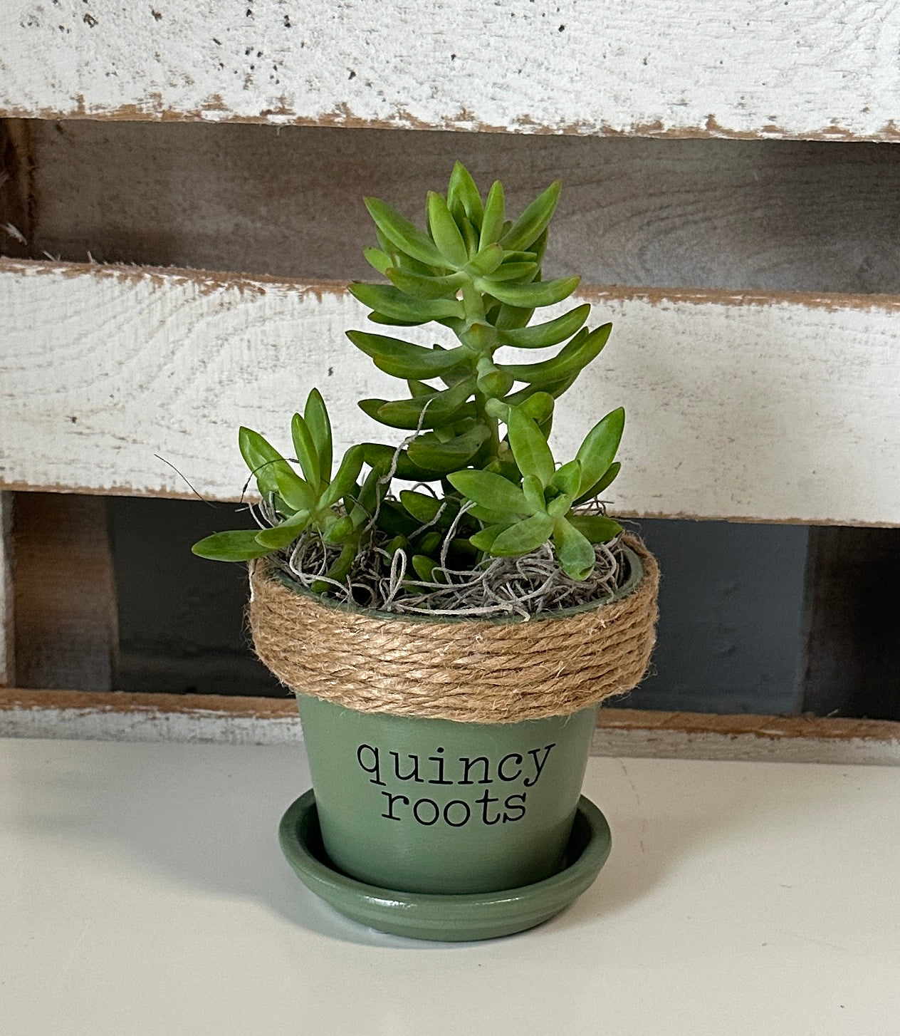 4" Succulent in Quincy Pot (multiple styles)