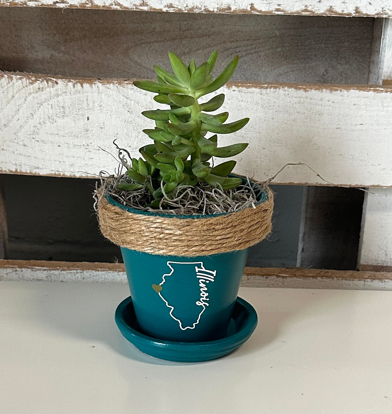 4" Succulent in Quincy Pot (multiple styles)