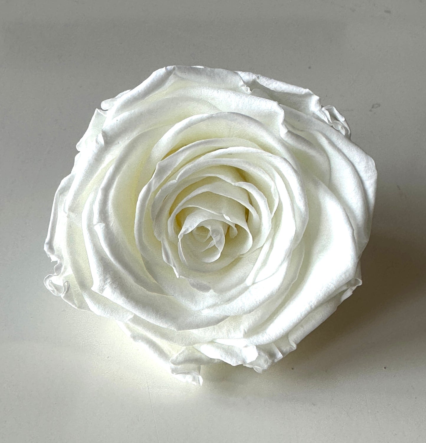 Preserved Rose Arrangement, Single Rose