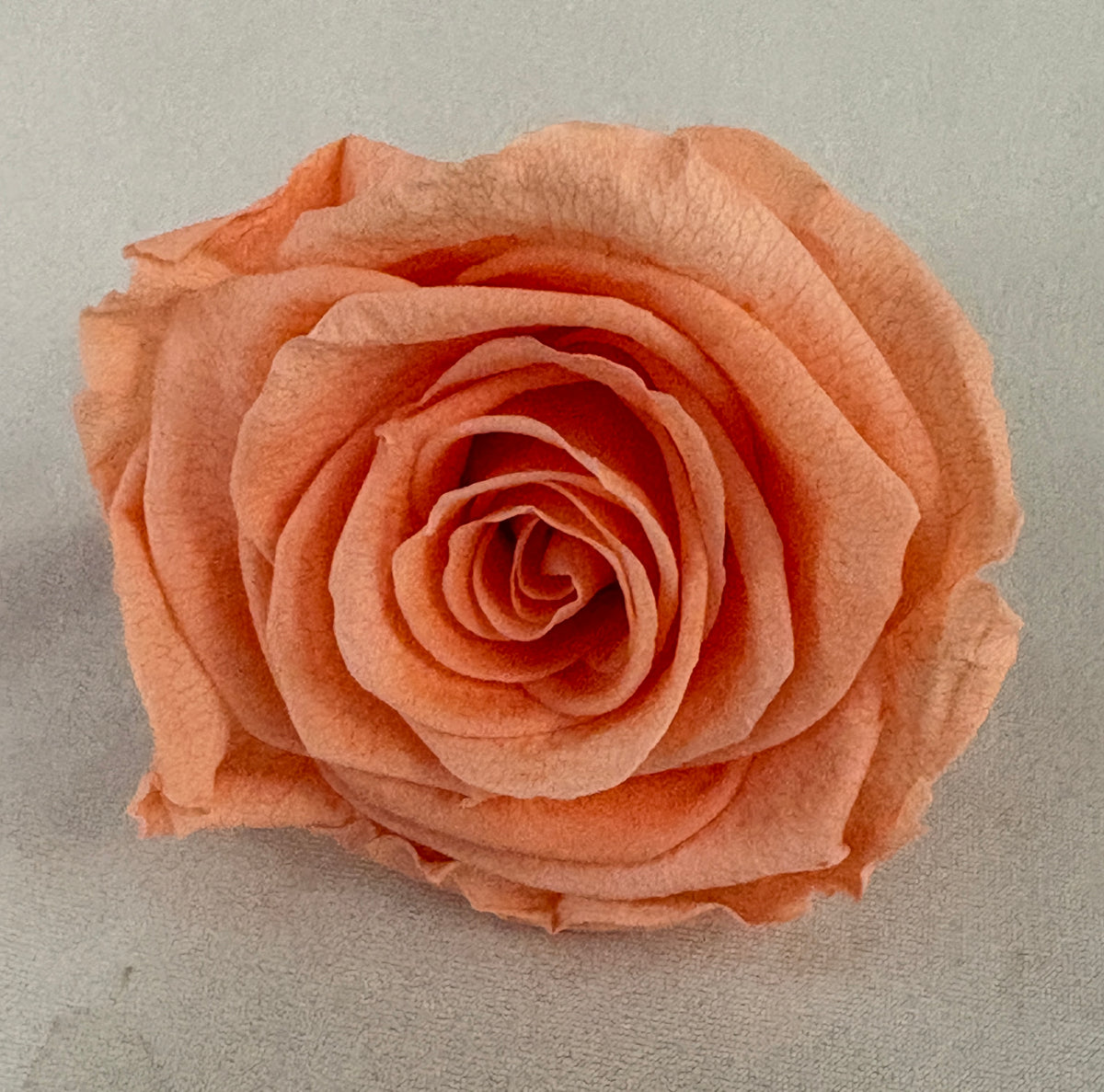 Preserved Rose Arrangement, Three Roses
