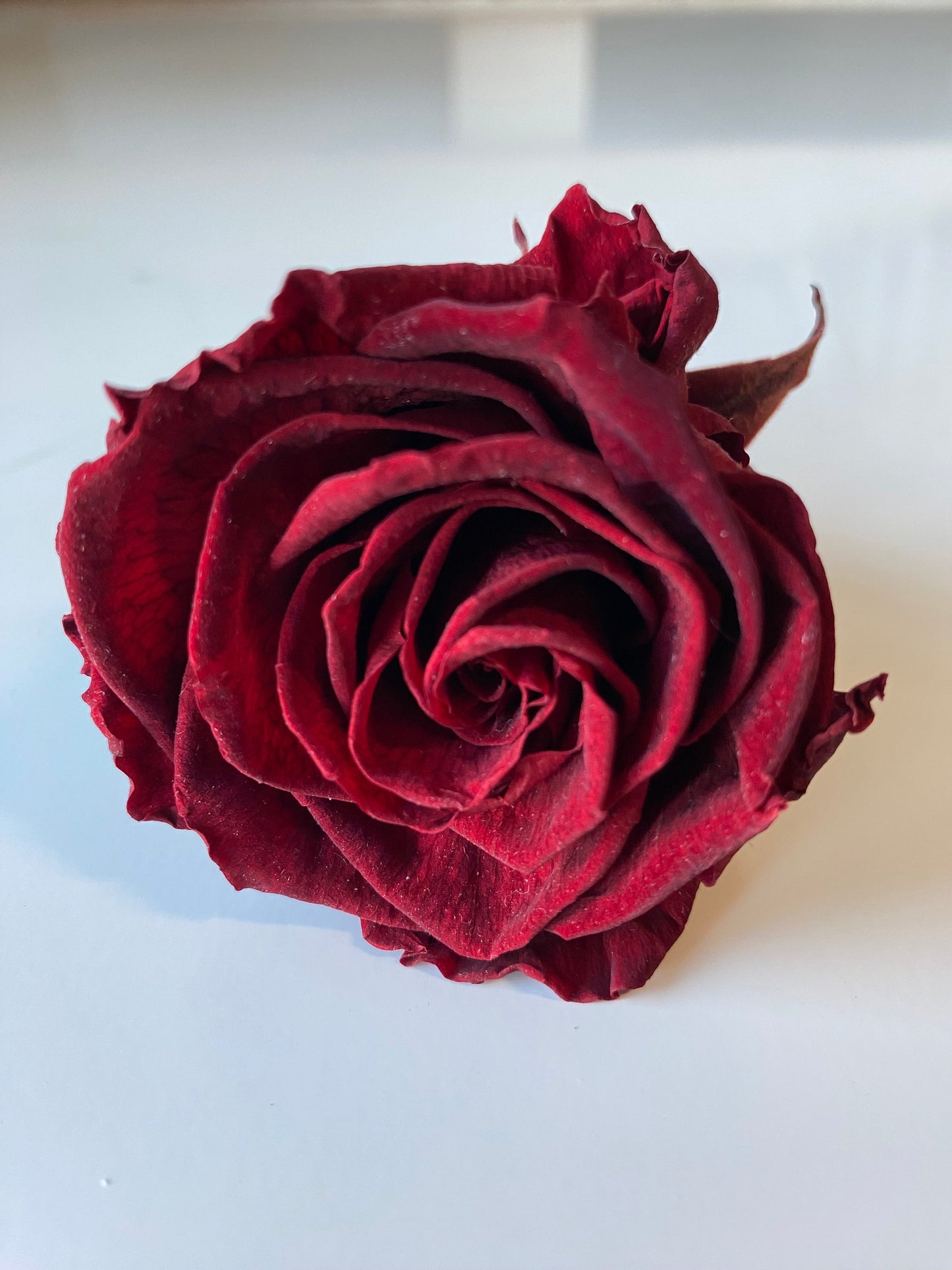 Preserved Rose Arrangement, Seven Roses