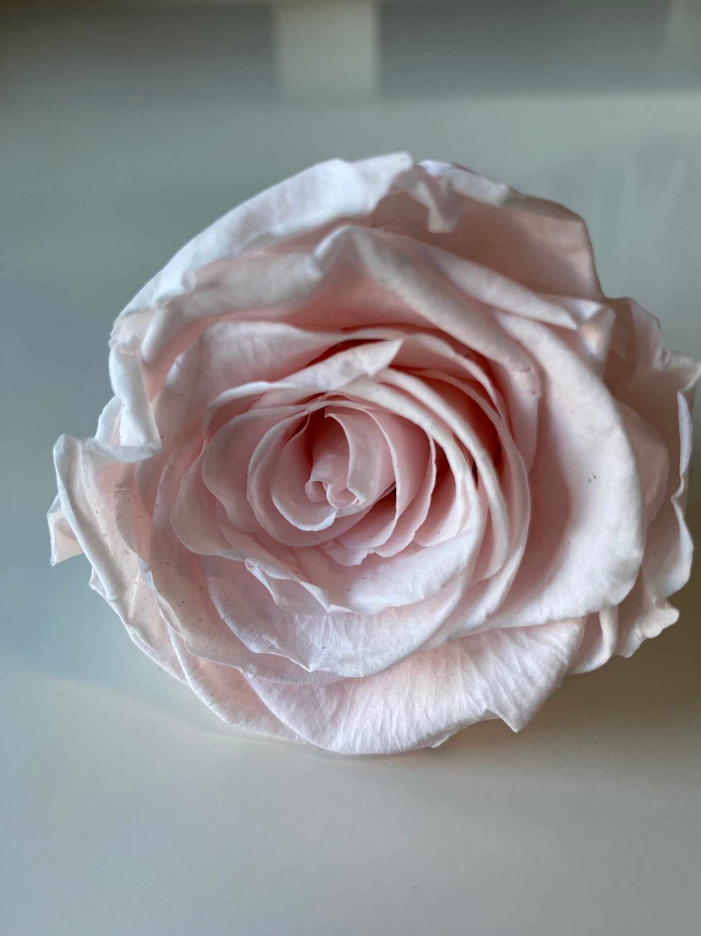 Preserved Rose Arrangement, Dozen Roses