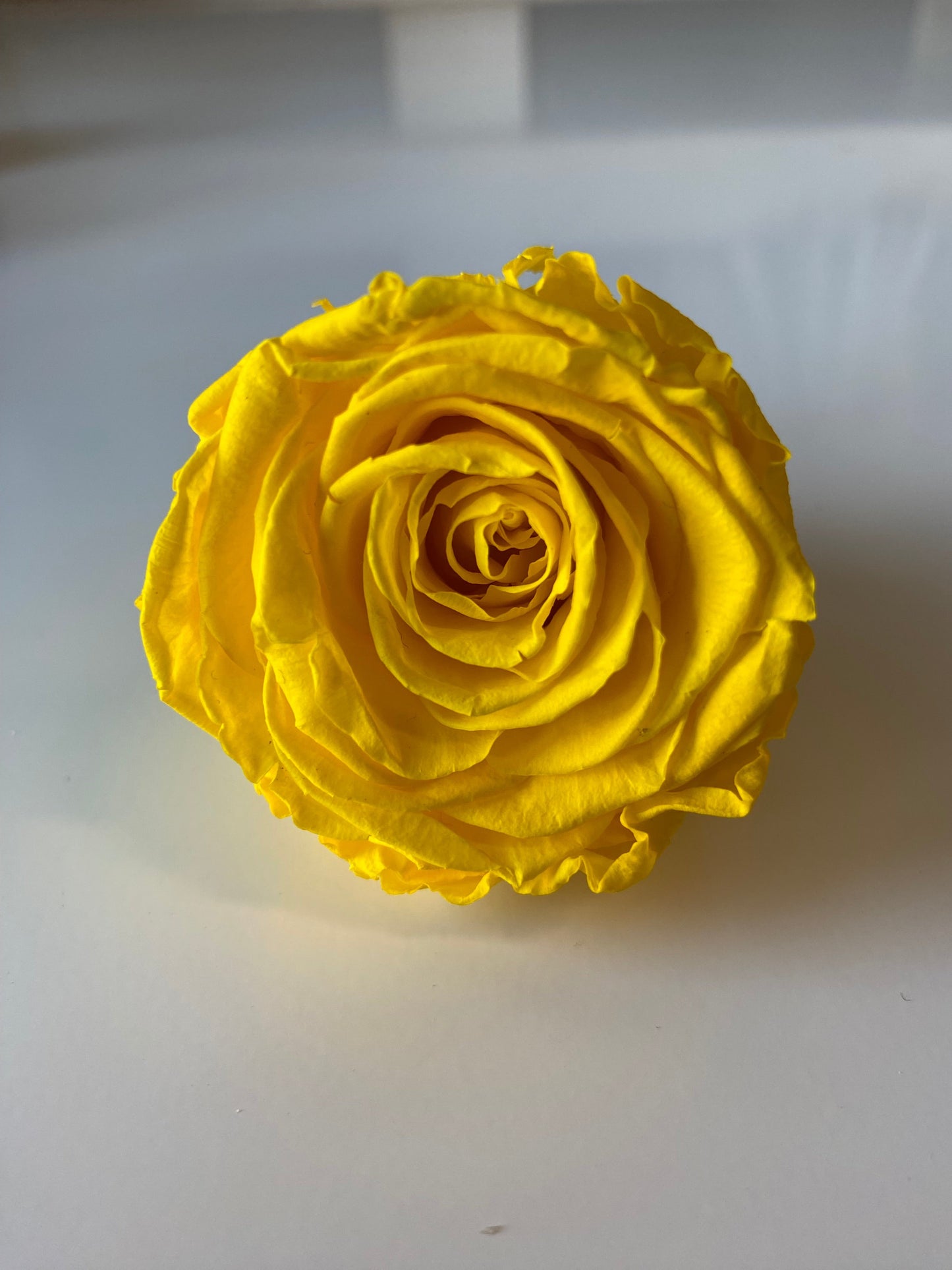 Preserved Rose Arrangement, Three Roses