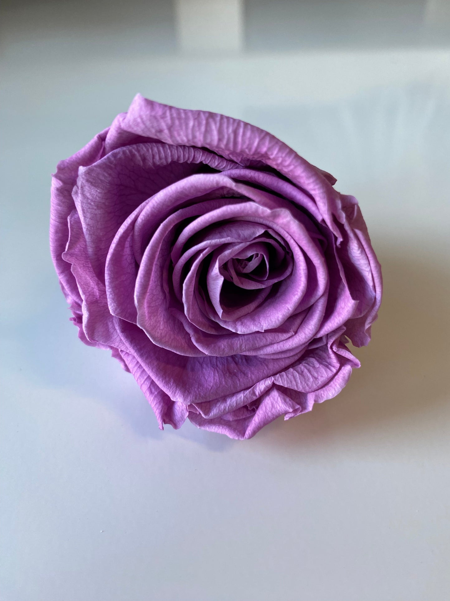 Preserved Rose Arrangement, Single Rose