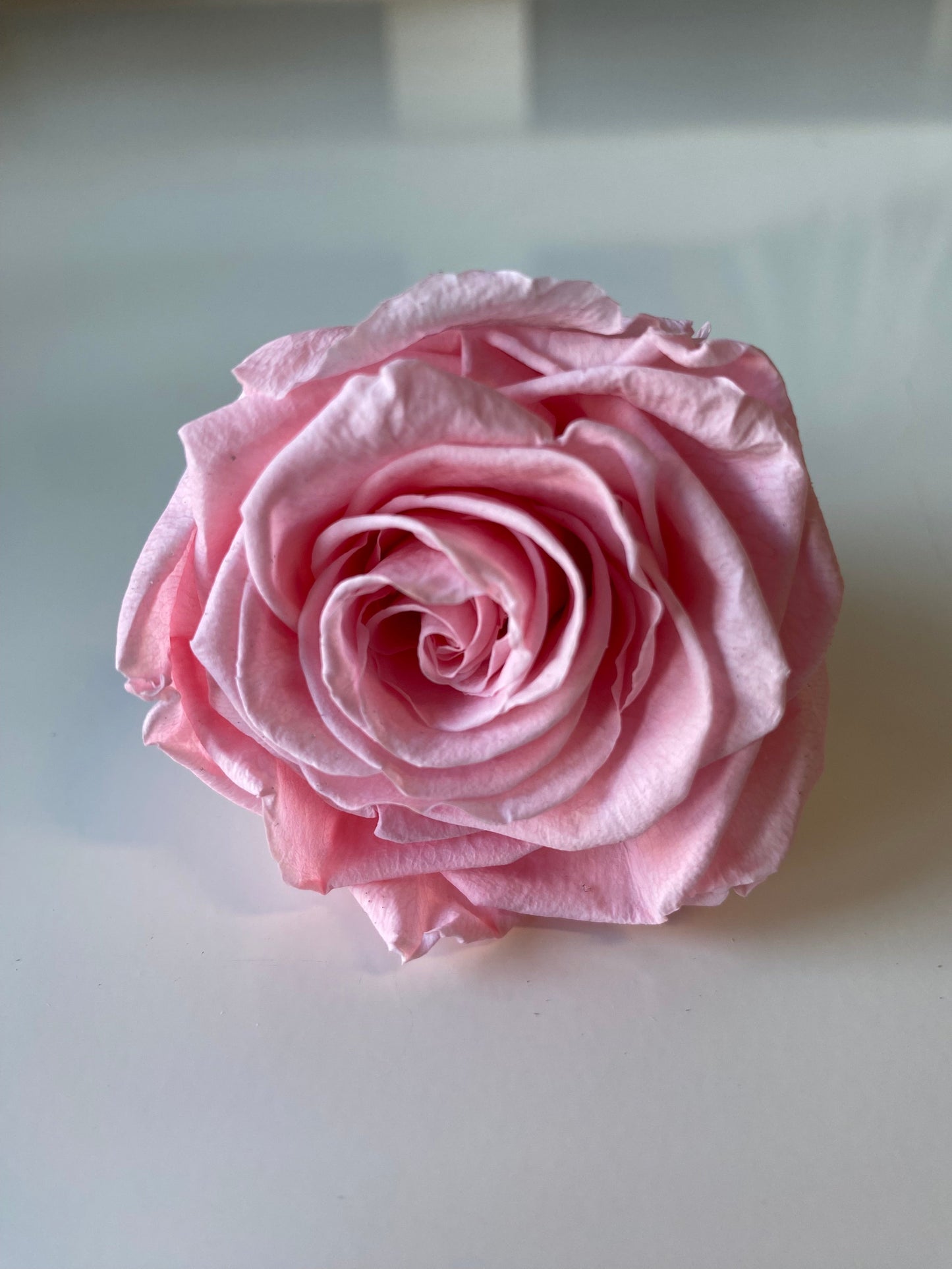 Preserved Rose Arrangement, Seven Roses