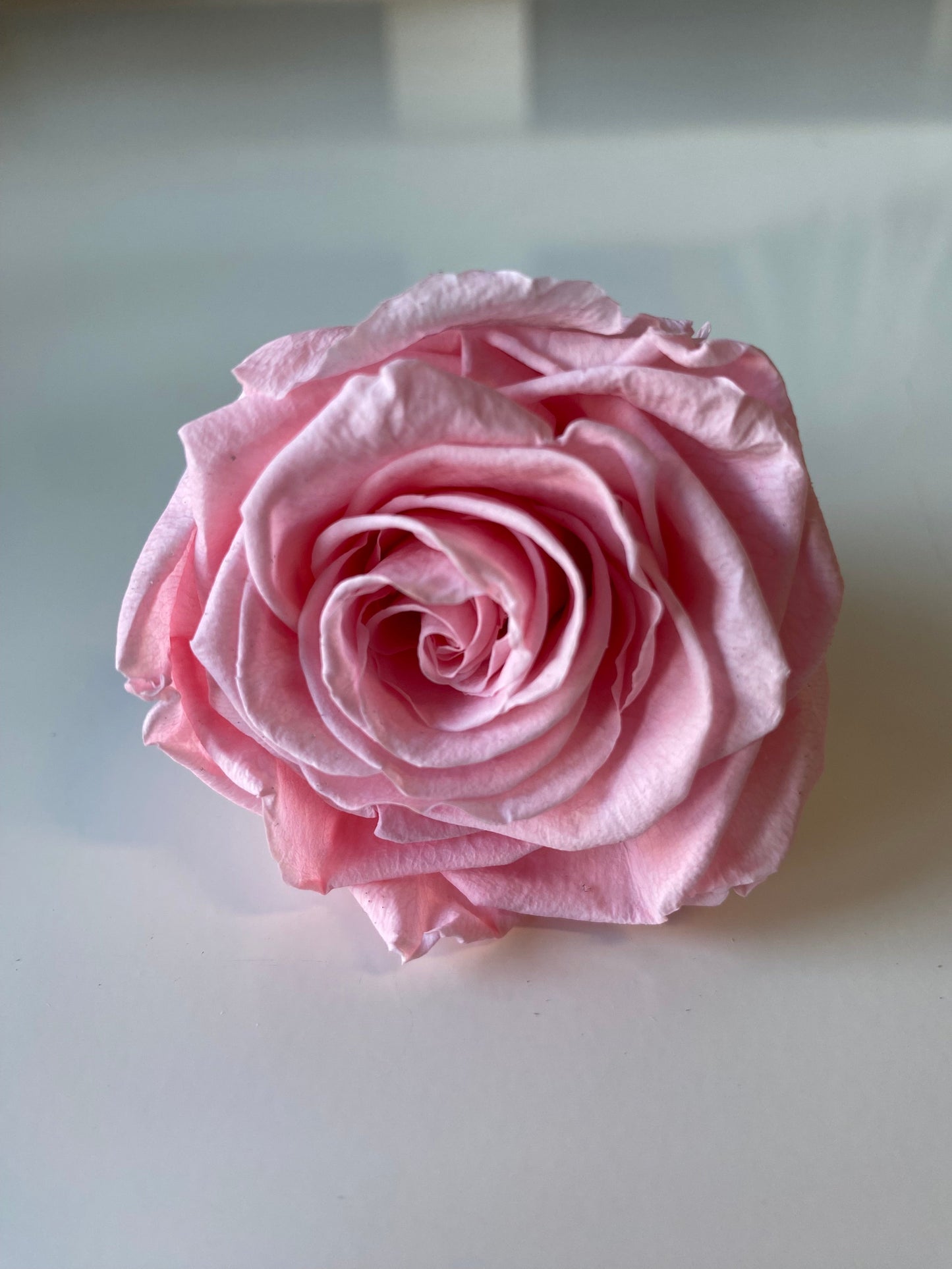 Preserved Rose Arrangement, Single Rose