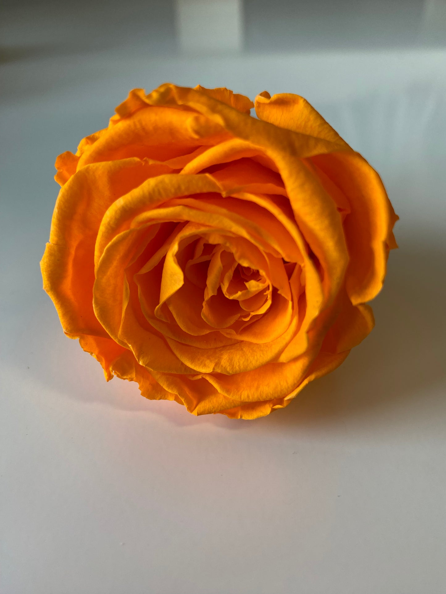 Preserved Rose Arrangement, Dozen Roses
