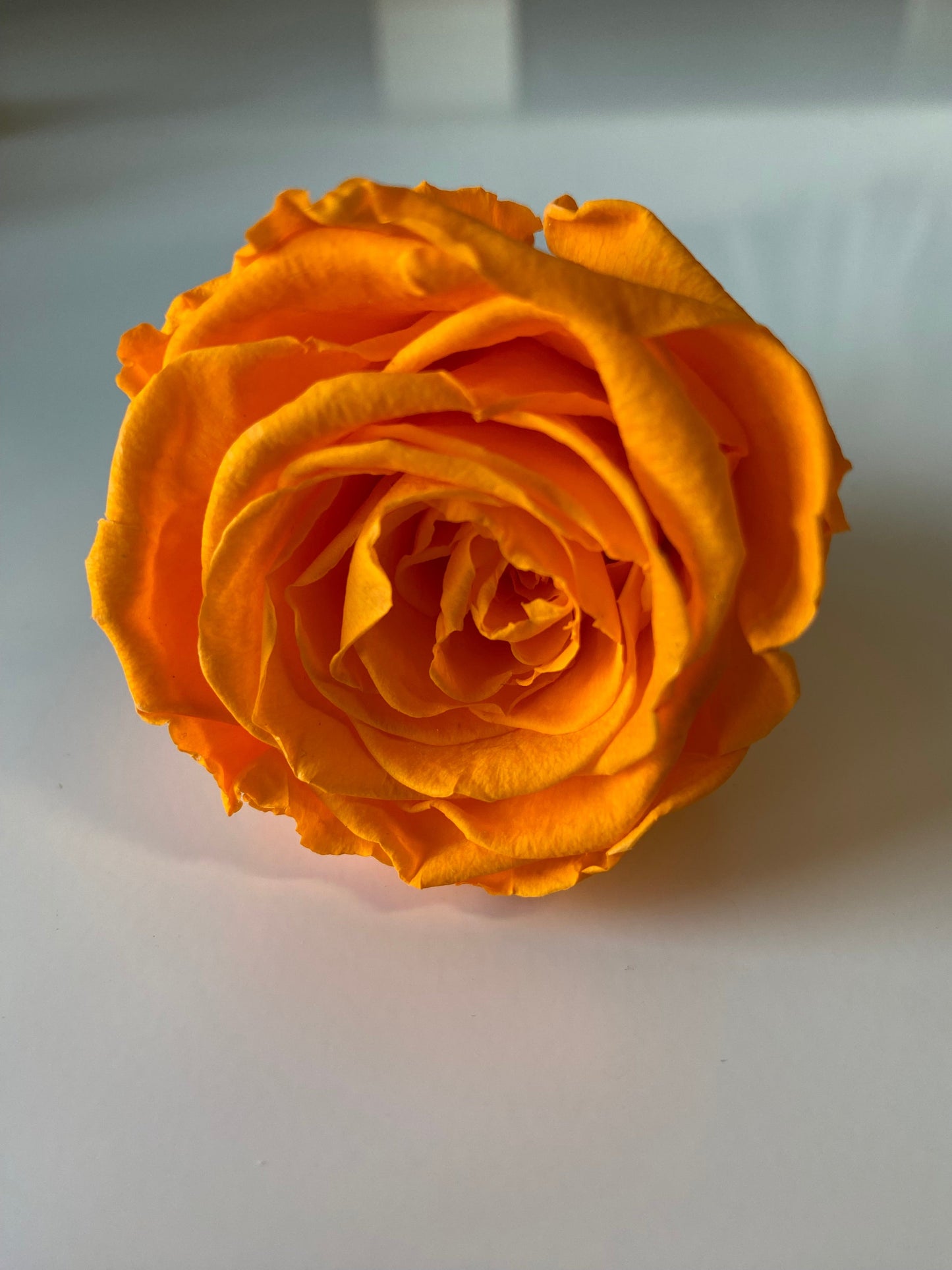 Preserved Rose Arrangement, Single Rose