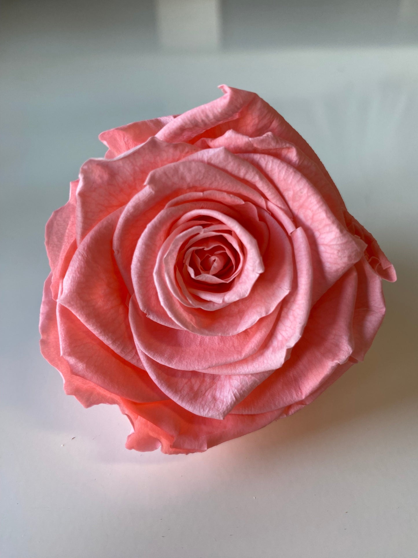 Preserved Rose Arrangement, Single Rose