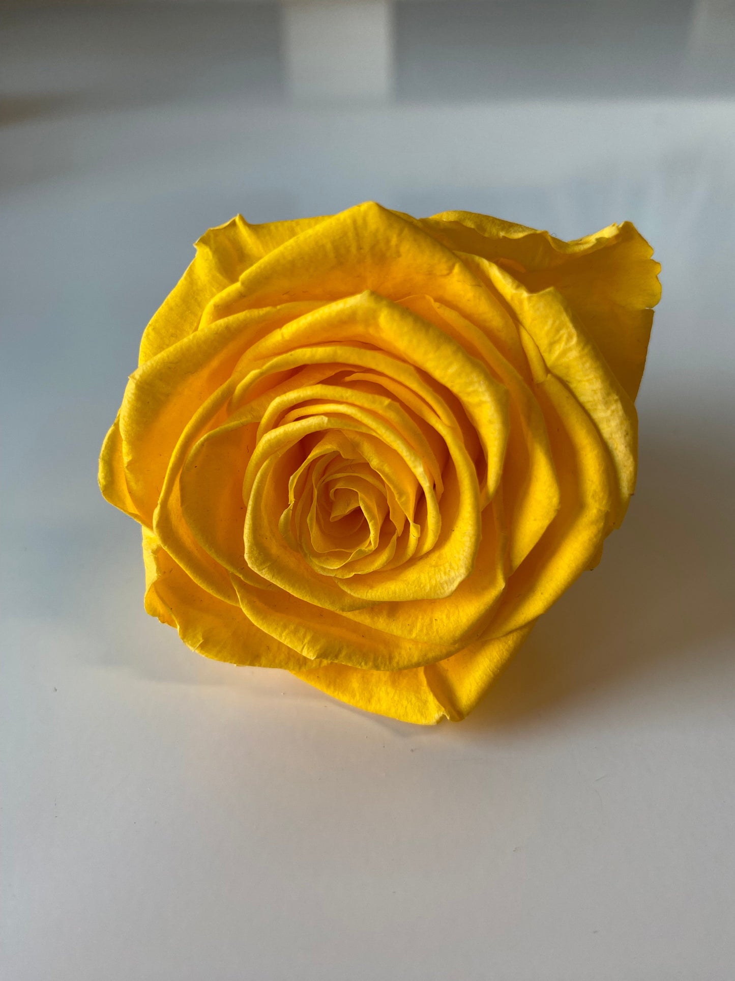 Preserved Rose Arrangement, Single Rose