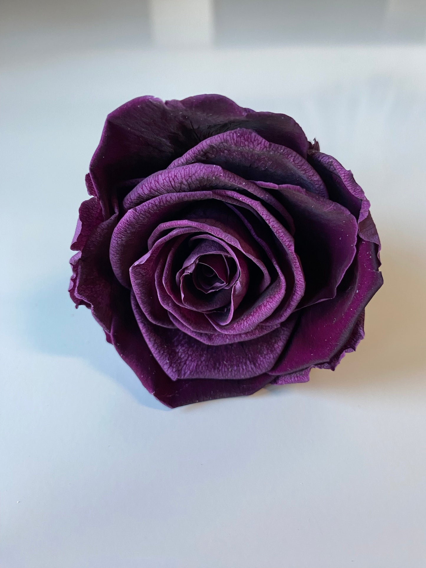 Preserved Rose Arrangement, Single Rose