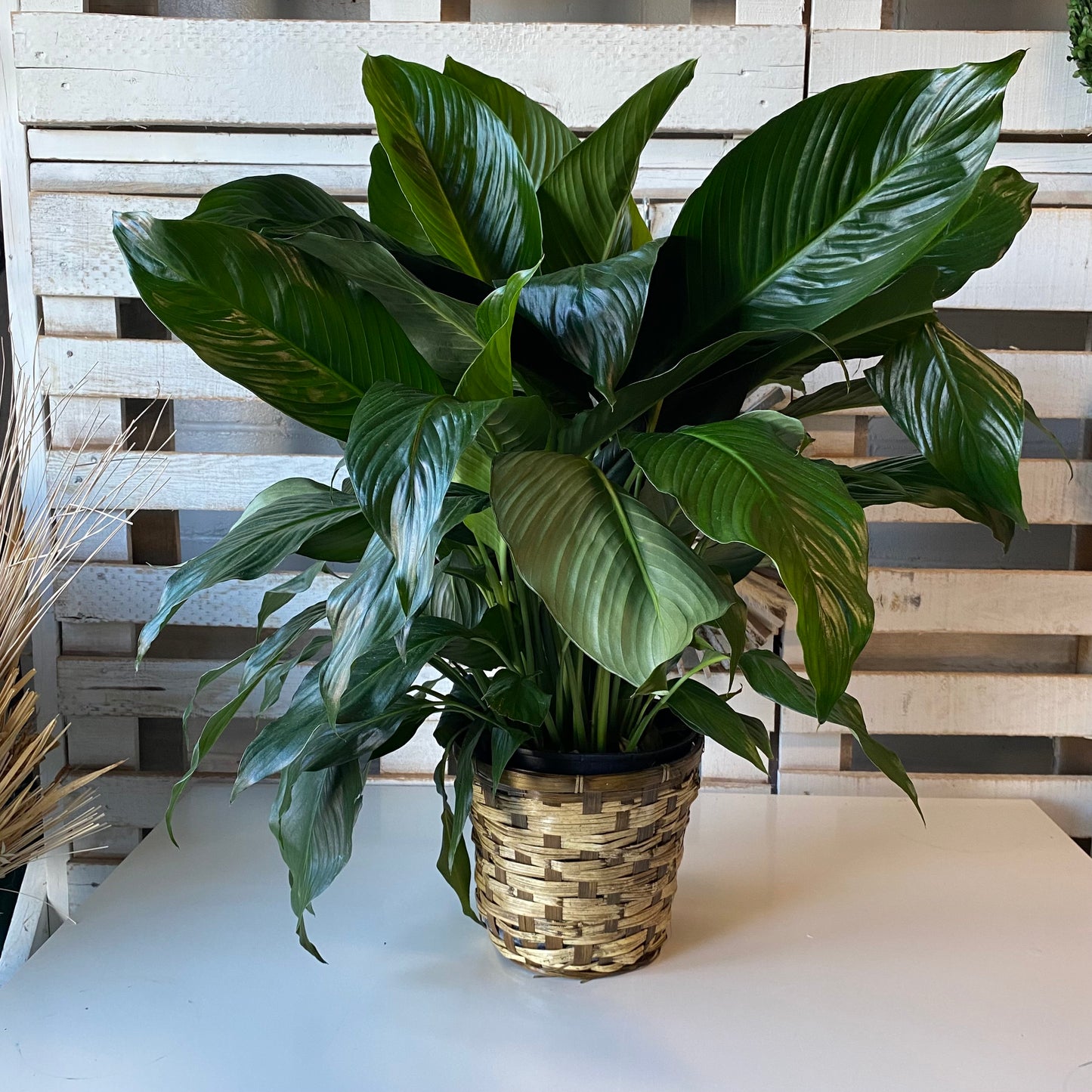 Peace Lily (multiple sizes)