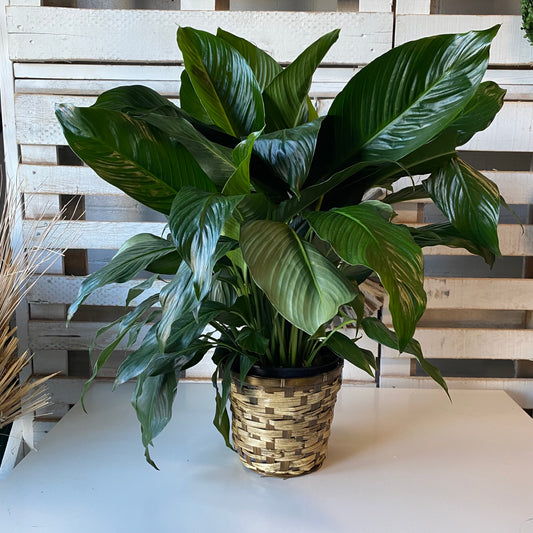 Peace Lily (multiple sizes)