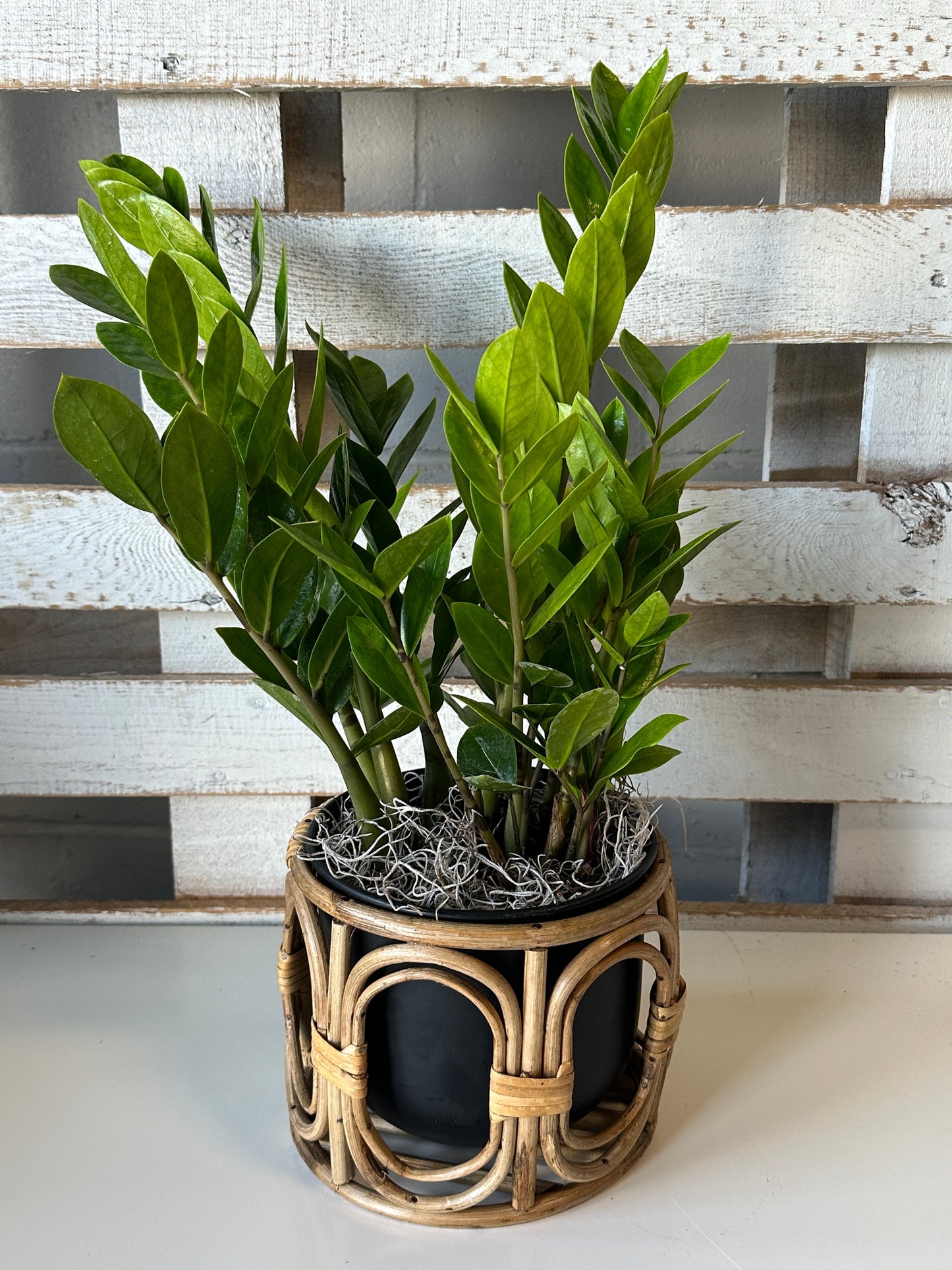 ZZ Plant, Potted, Black & Rattan Pot