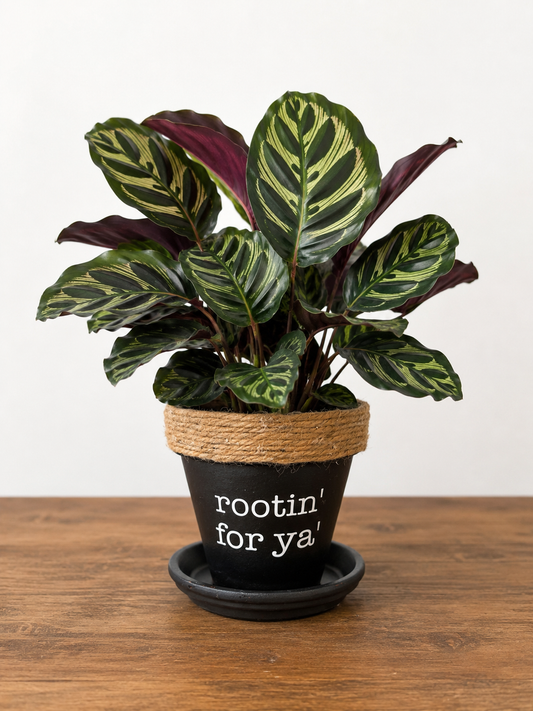 Calathea in Rootin' For Ya' Pot