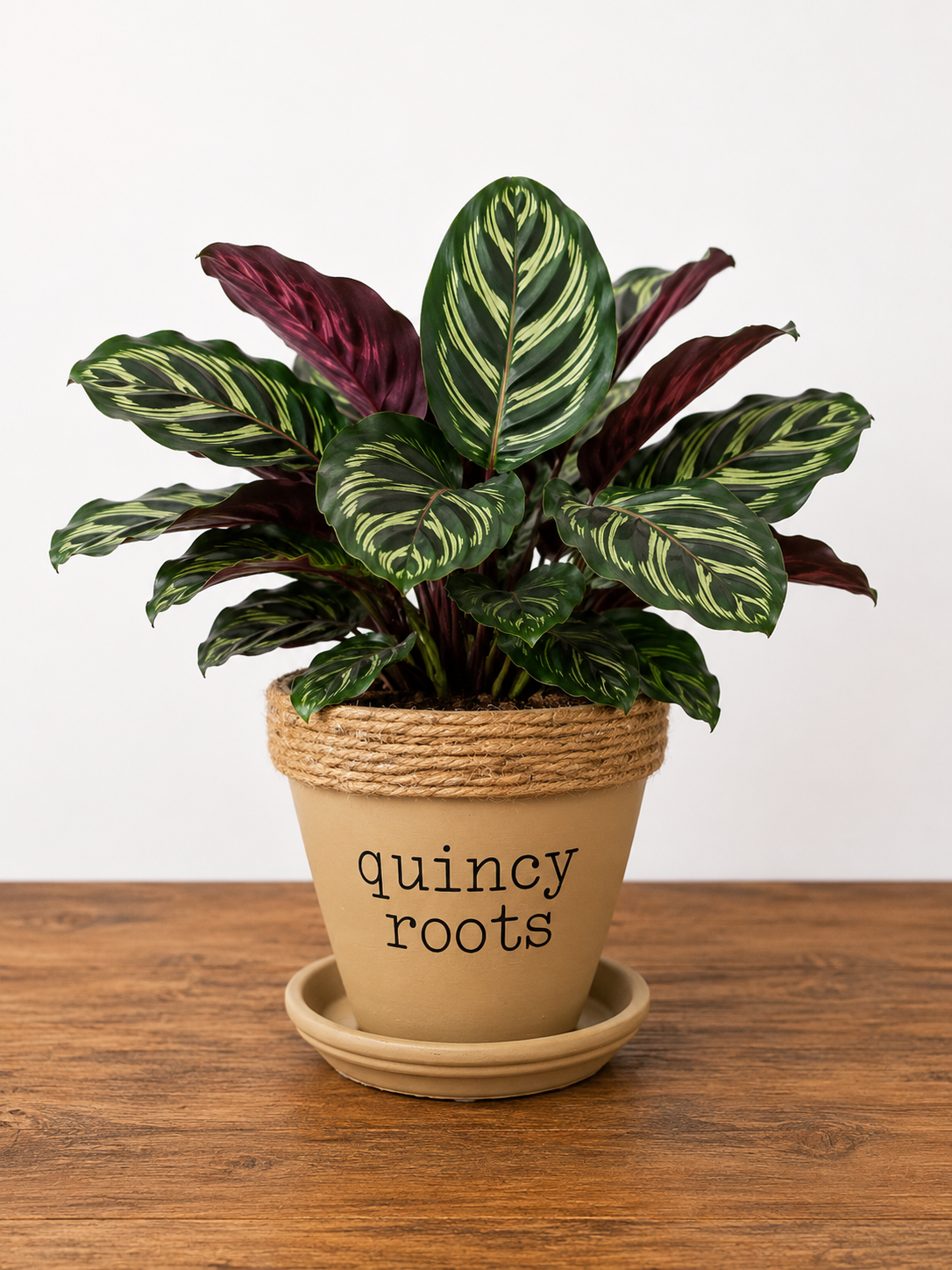 Calathea in Quincy Pot (multiple style/color options)