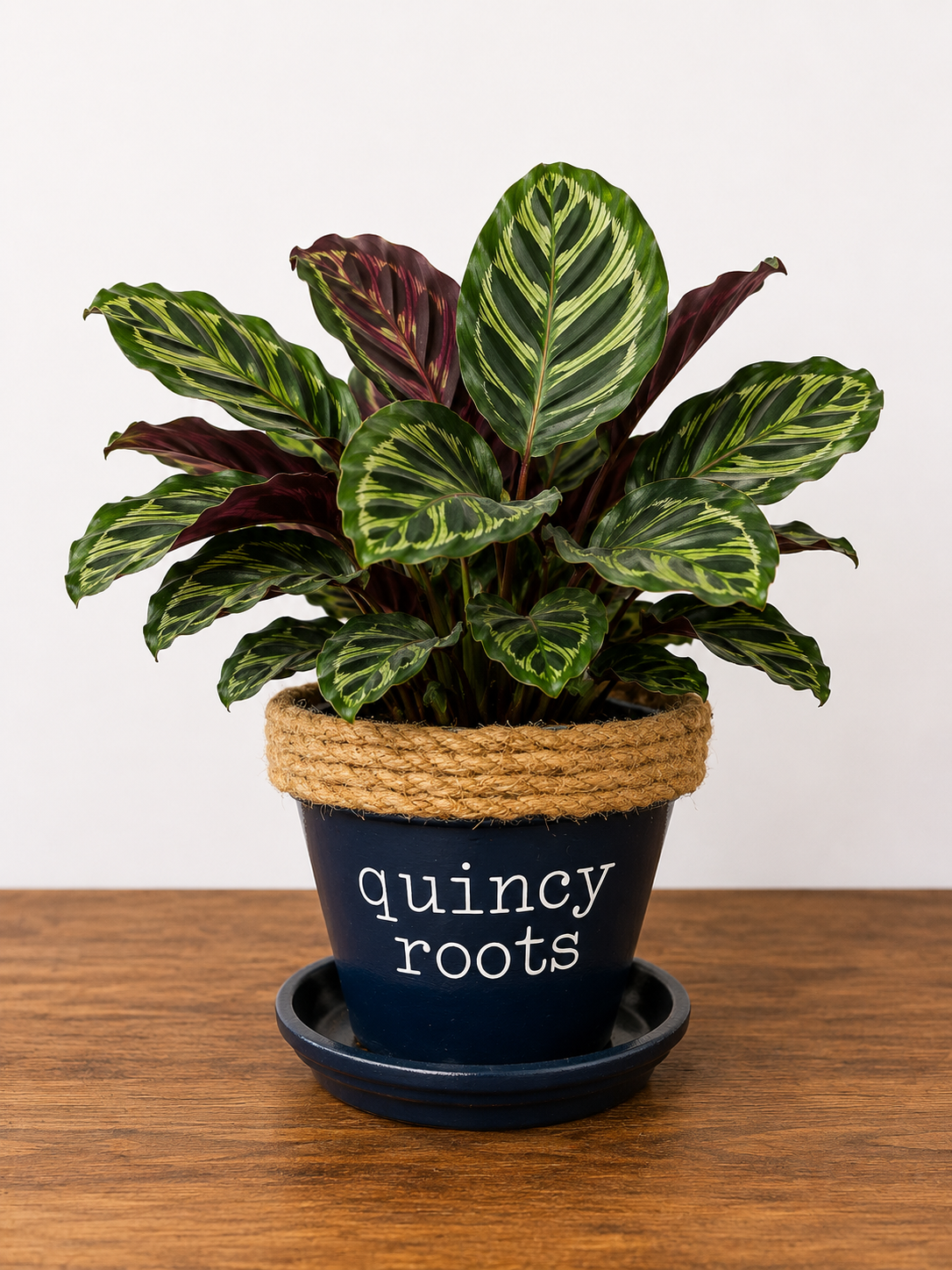 Calathea in Quincy Pot (multiple style/color options)