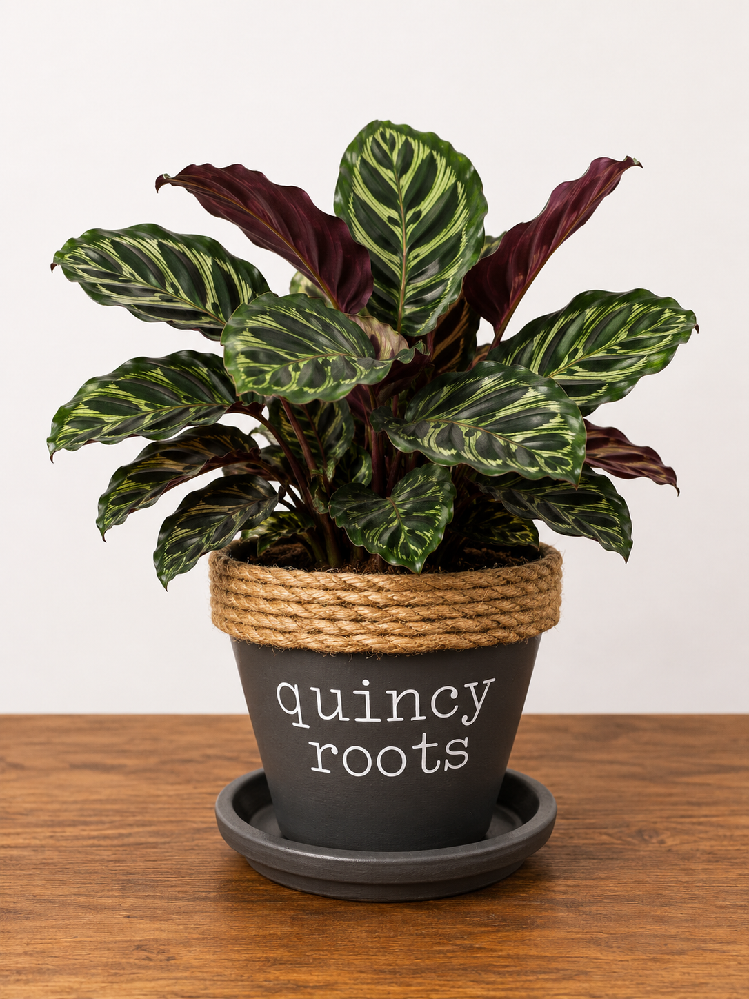 Calathea in Quincy Pot (multiple style/color options)