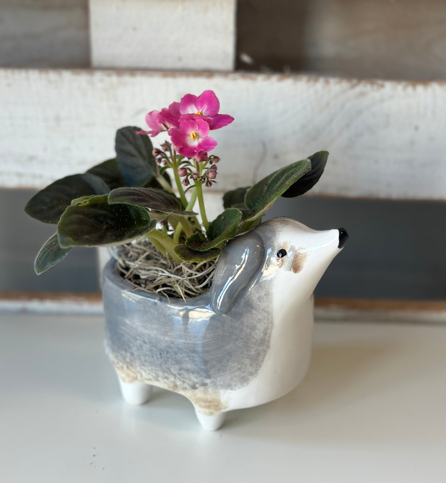 African Violet in Doggy Planter