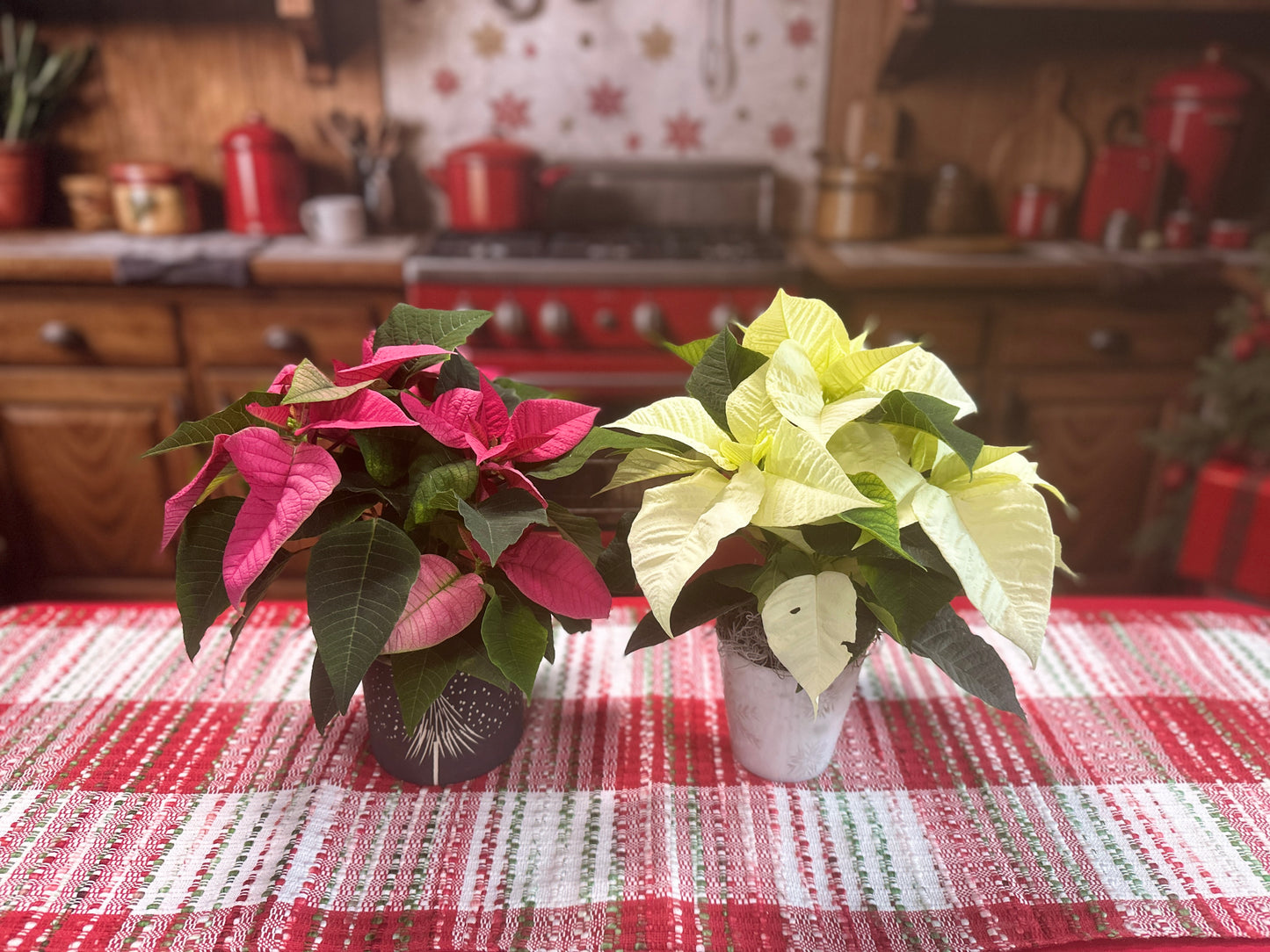 Petite Poinsettia