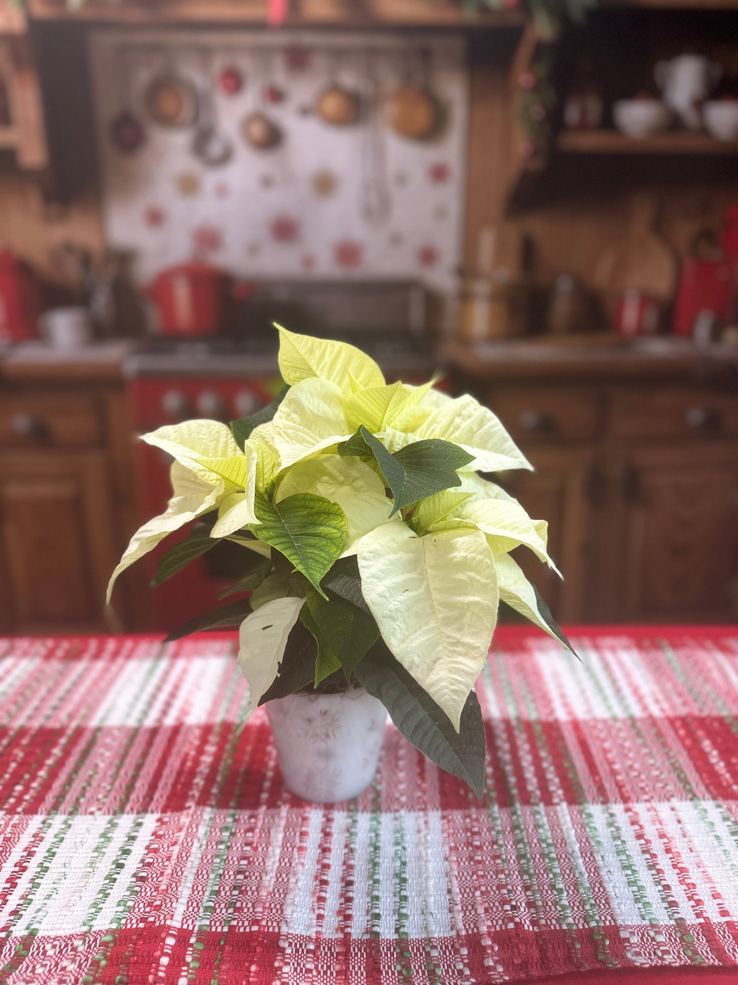 Petite Poinsettia