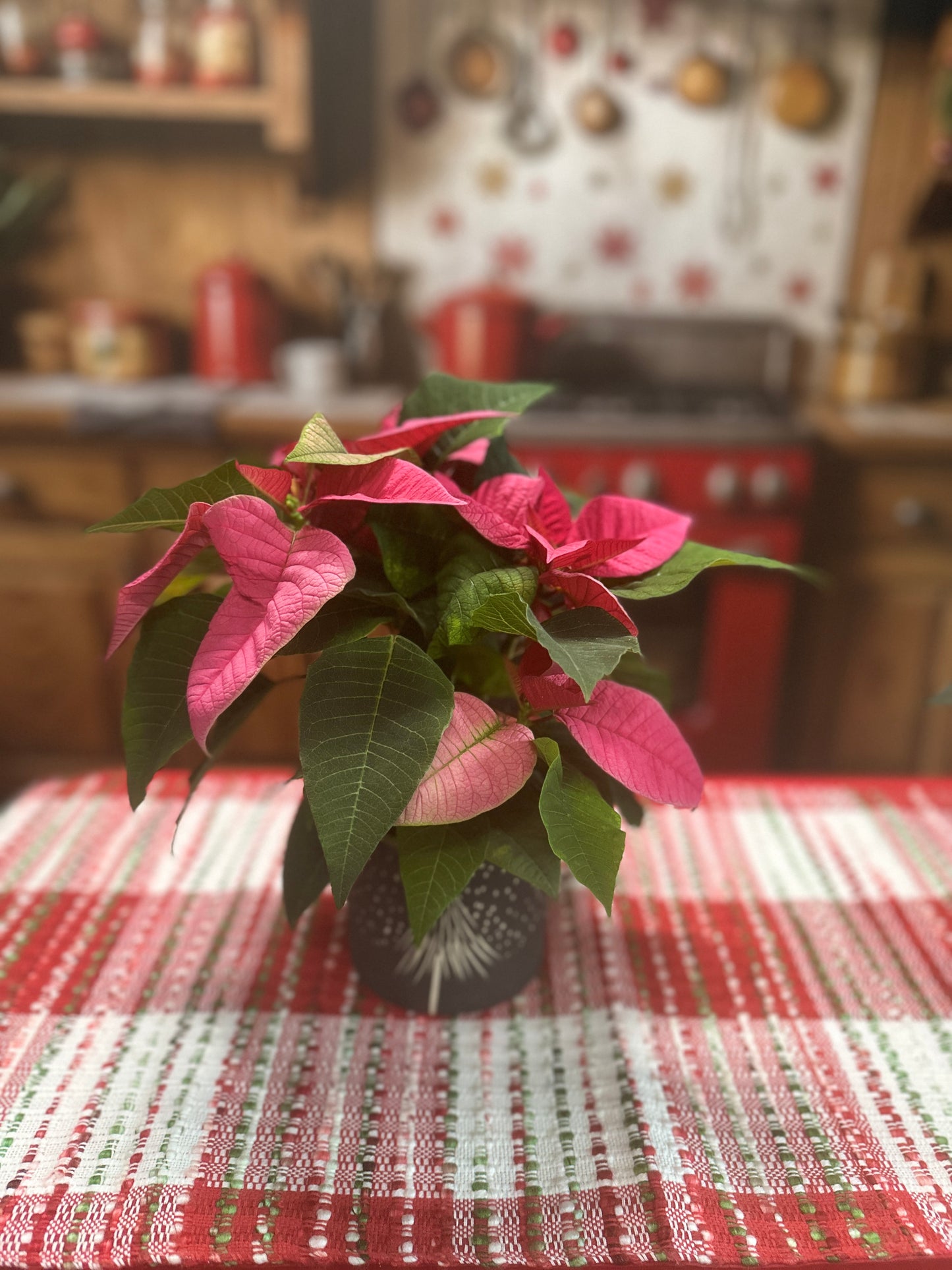 Petite Poinsettia