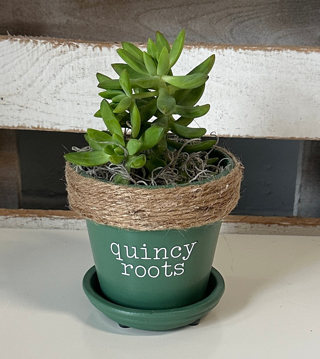 4" Succulent in Quincy Pot (multiple styles)