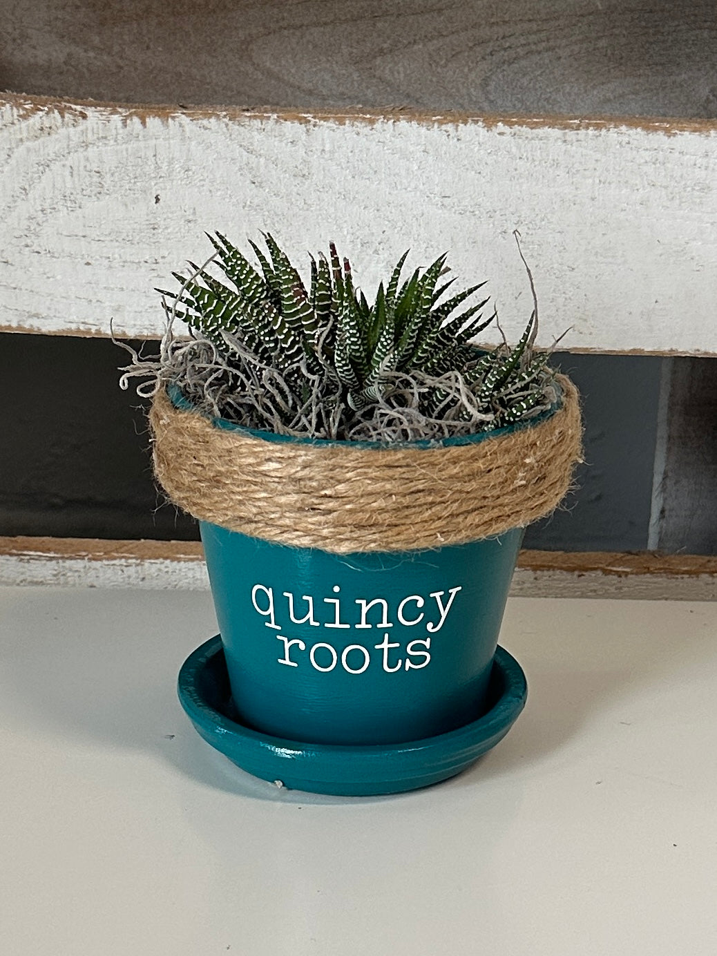 4" Succulent in Quincy Pot (multiple styles)