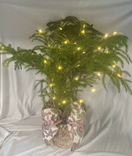 Norfolk Pine Tree With Lights