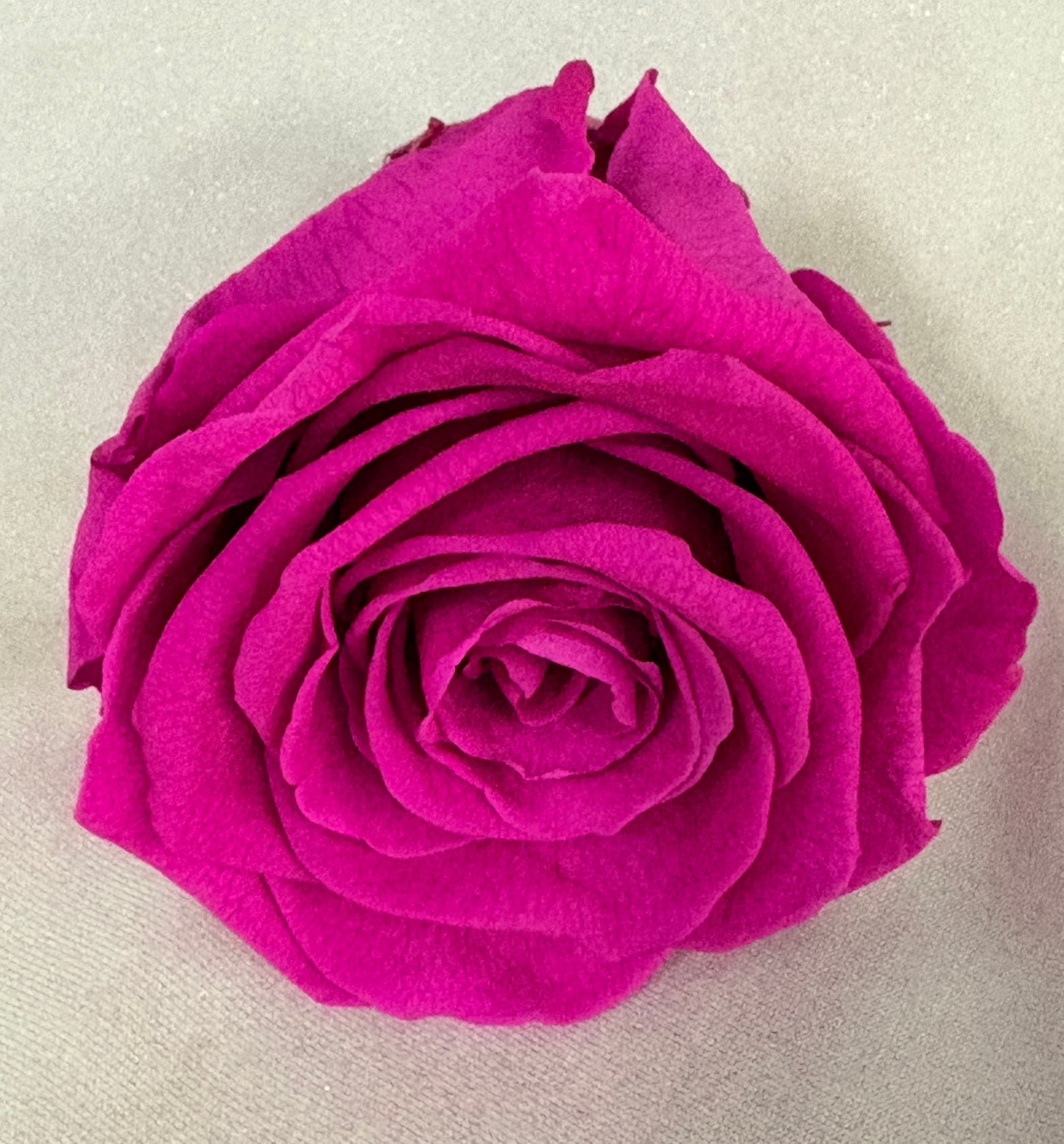 Black and White Modern Style Preserved Rose Arrangement (multiple styles & sizes)