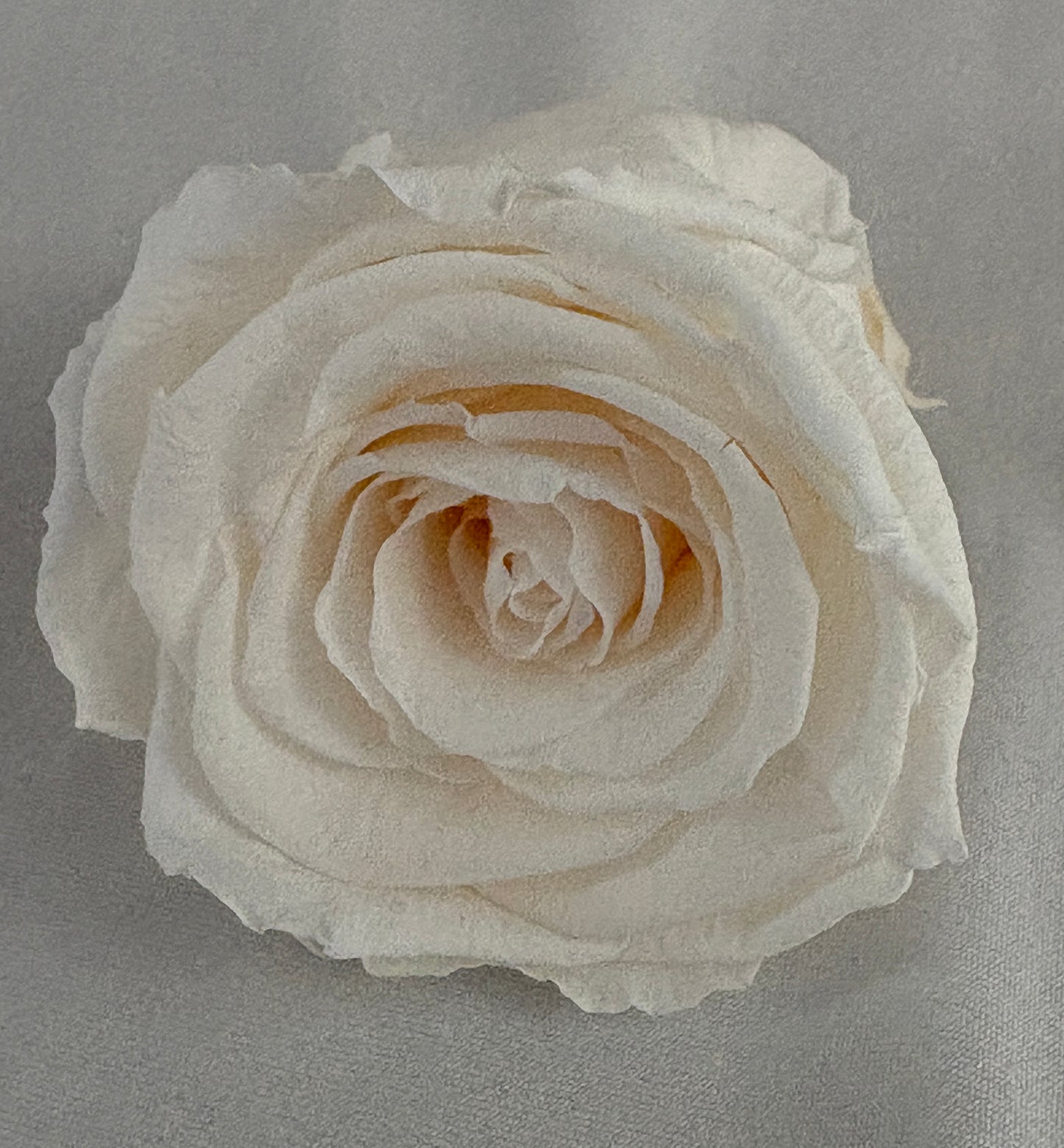 Preserved Rose Arrangement in Soft Sage Botanical Ceramic Vase (multiple sizes)